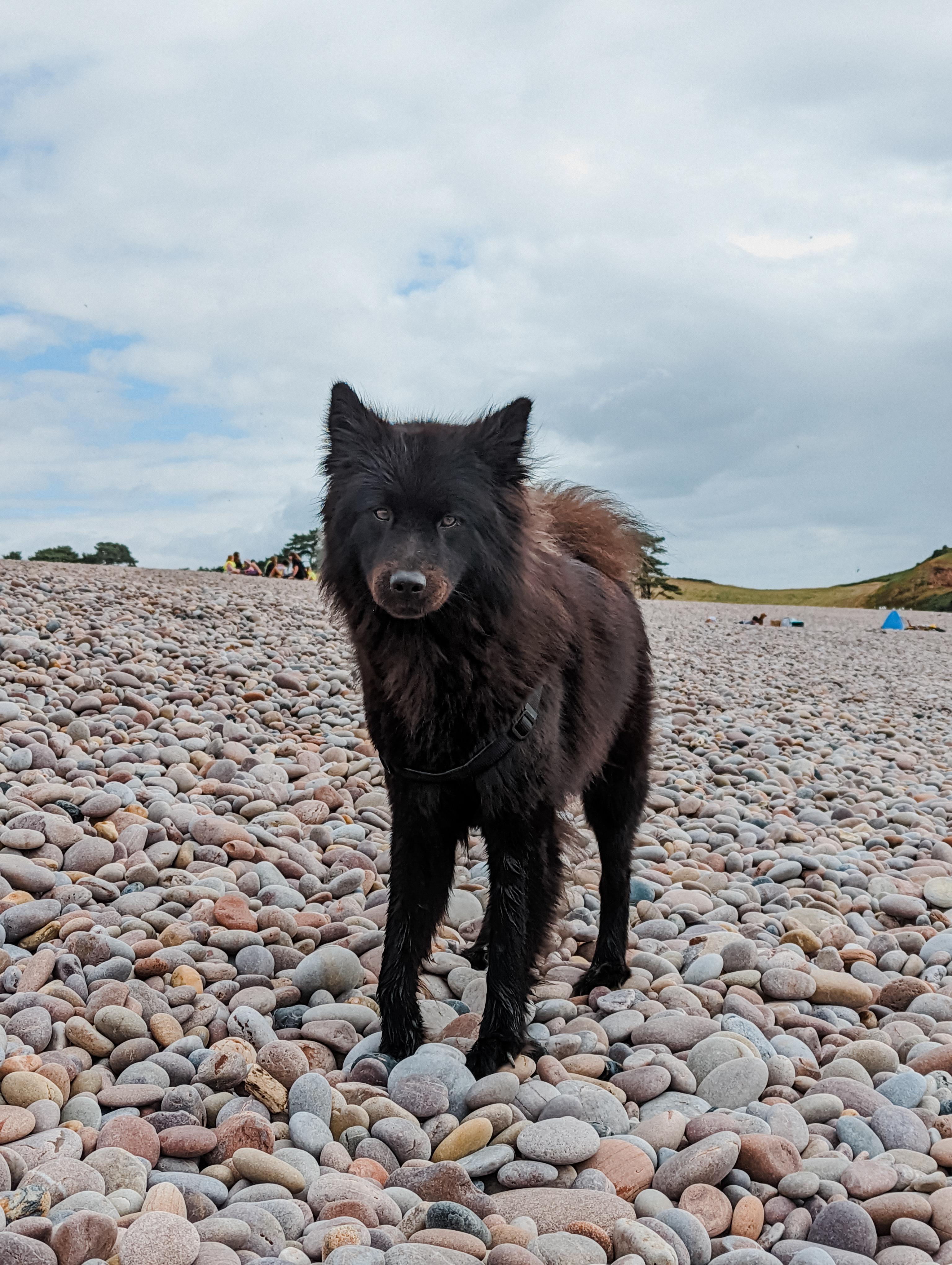 How Much Gravel Can I Give My Dog