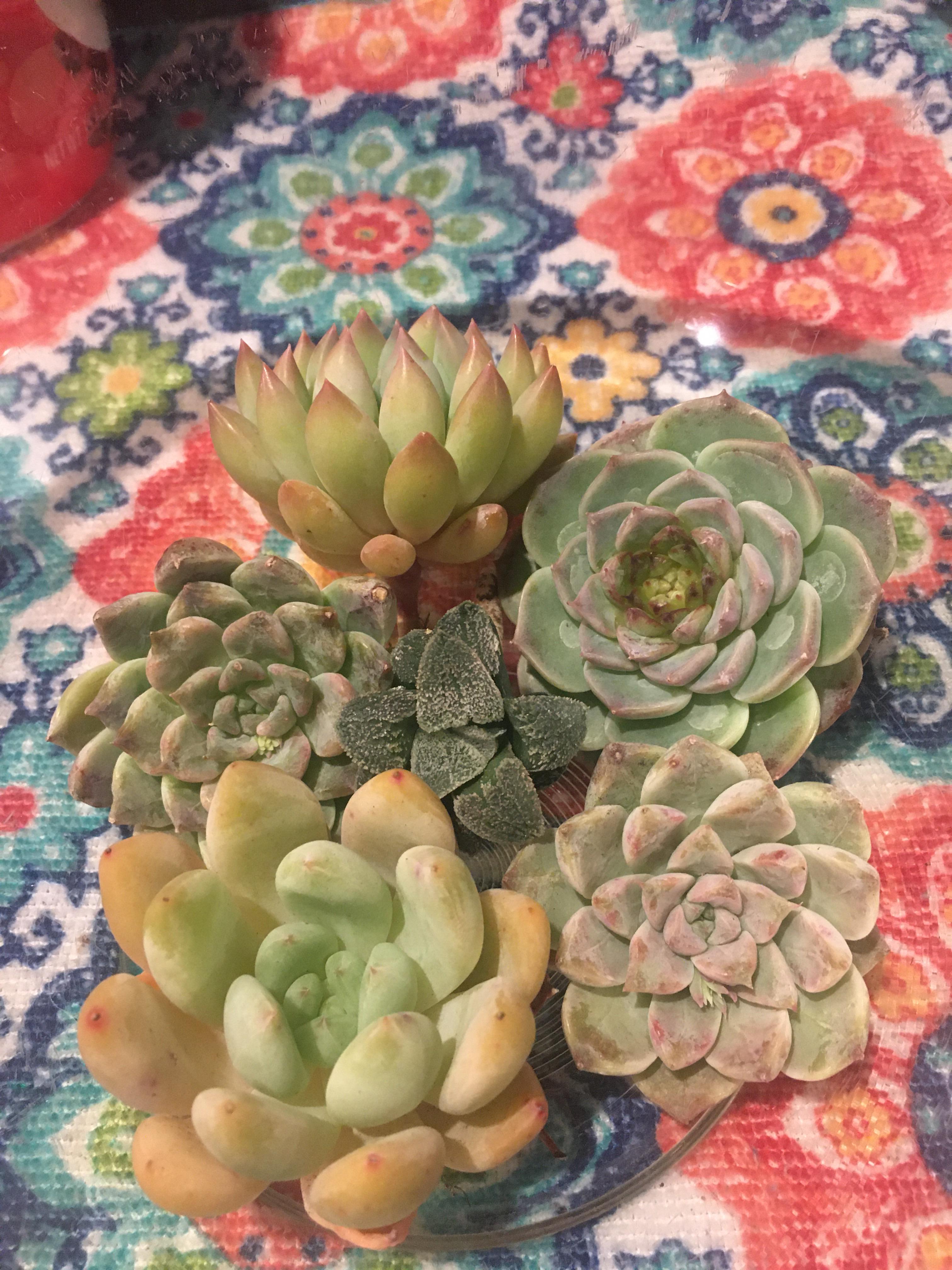15 off ALL rare Korean succulents in my Etsy shop! Now through Tuesday