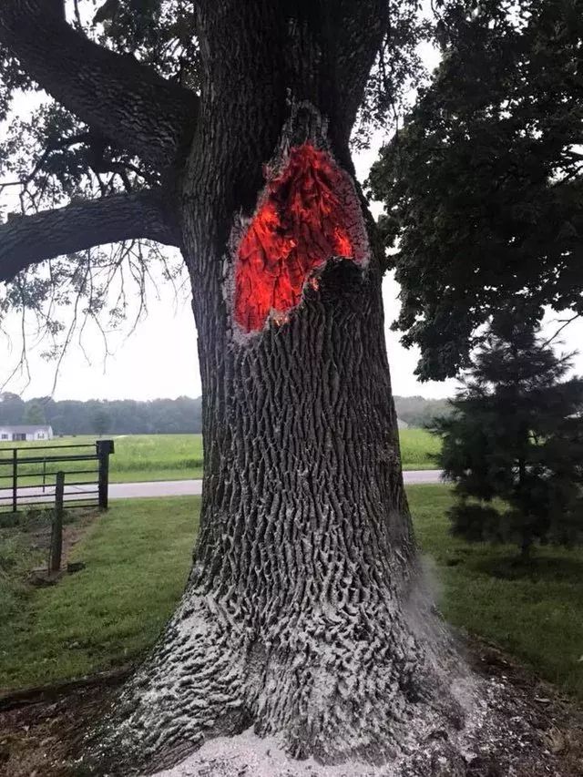 Tree burning from the inside after being struck by lightning. r