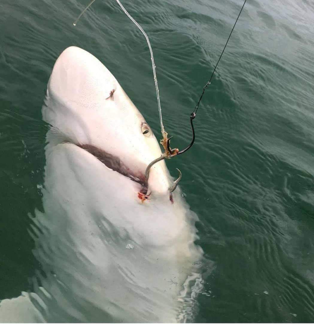 that is how you catch a shark so lucky r/Fishing