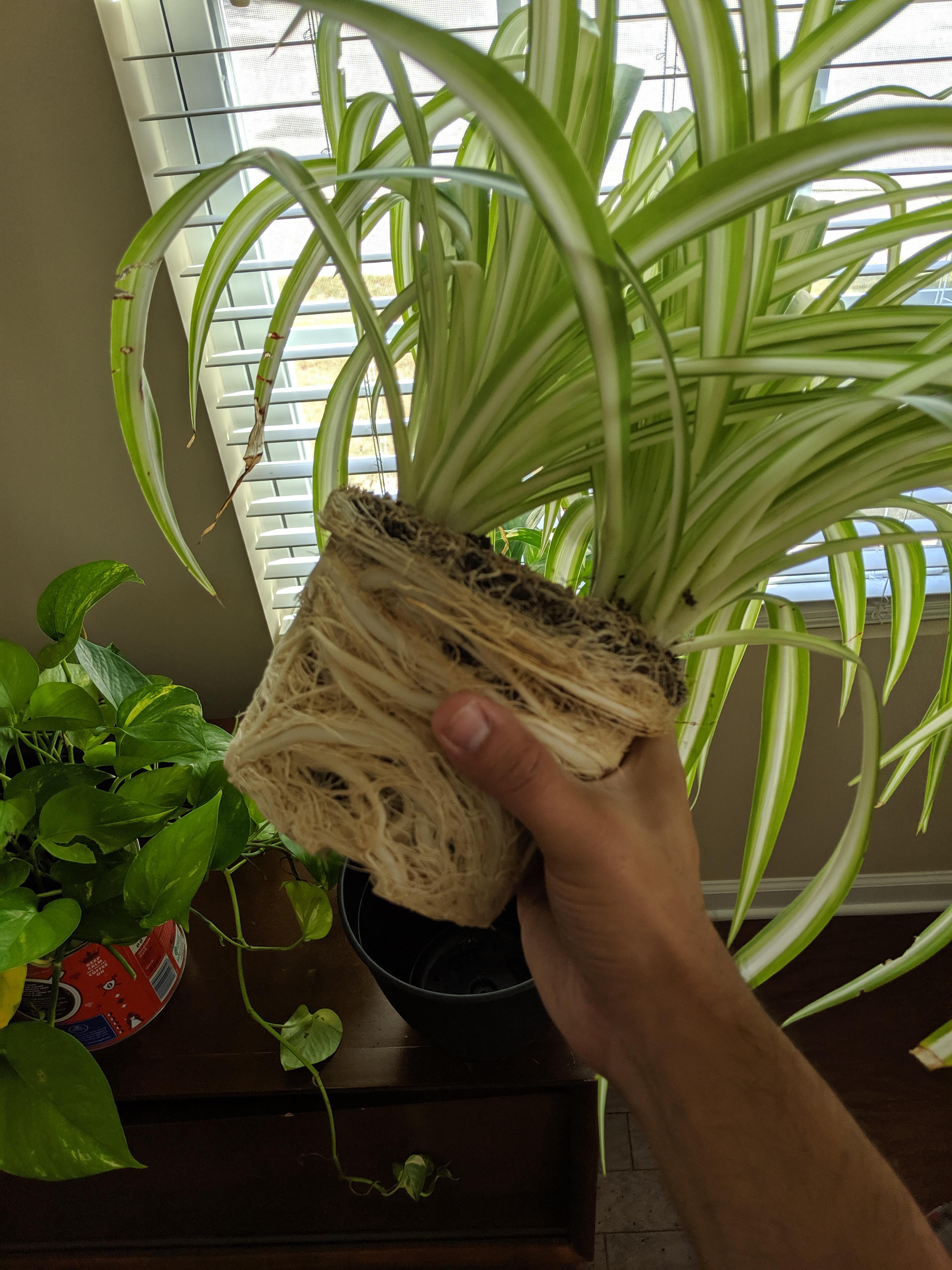 Friend of mine gave me his spider plant. Should I get a