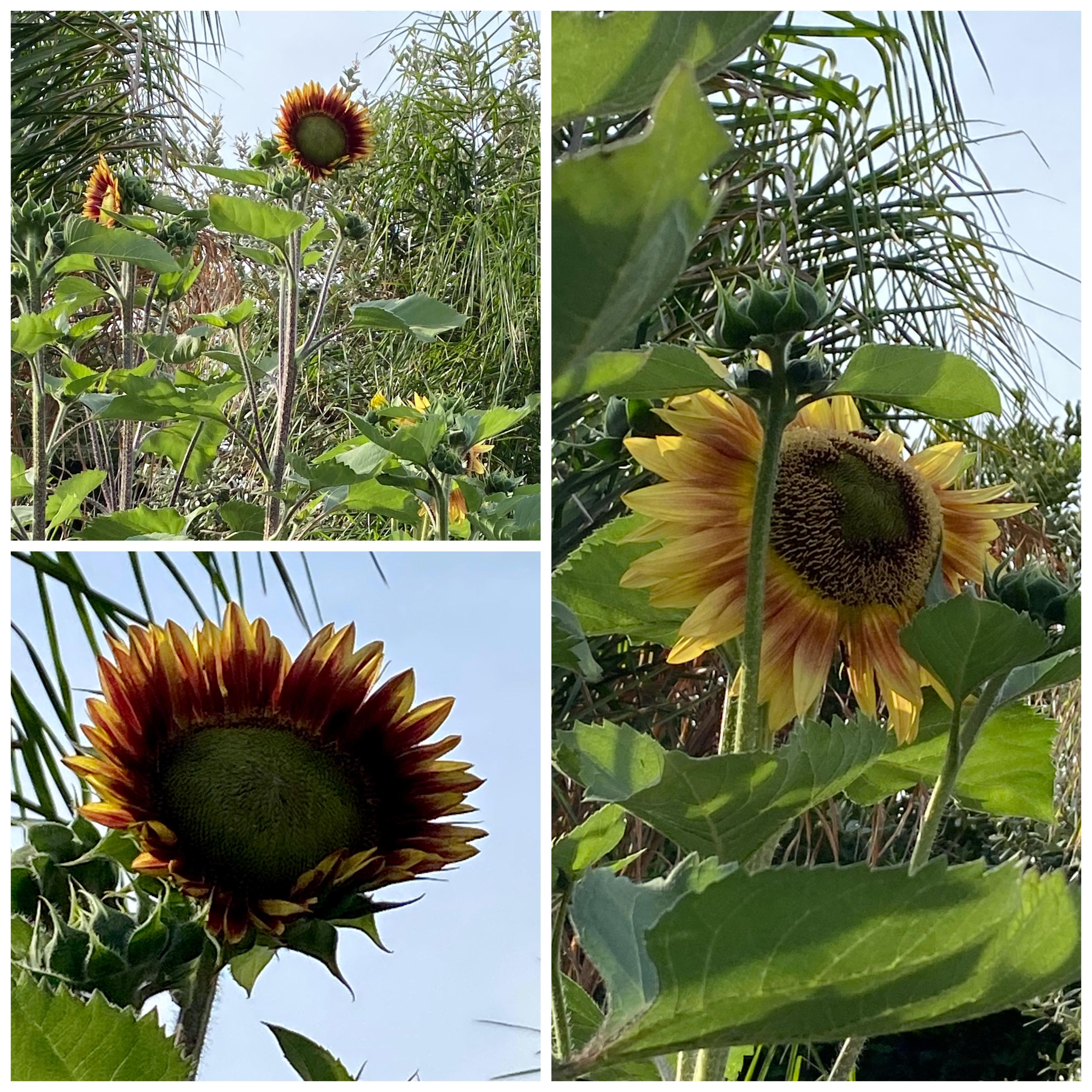 My sunflowers finally bloomed! Only three so far, but I’m in love with