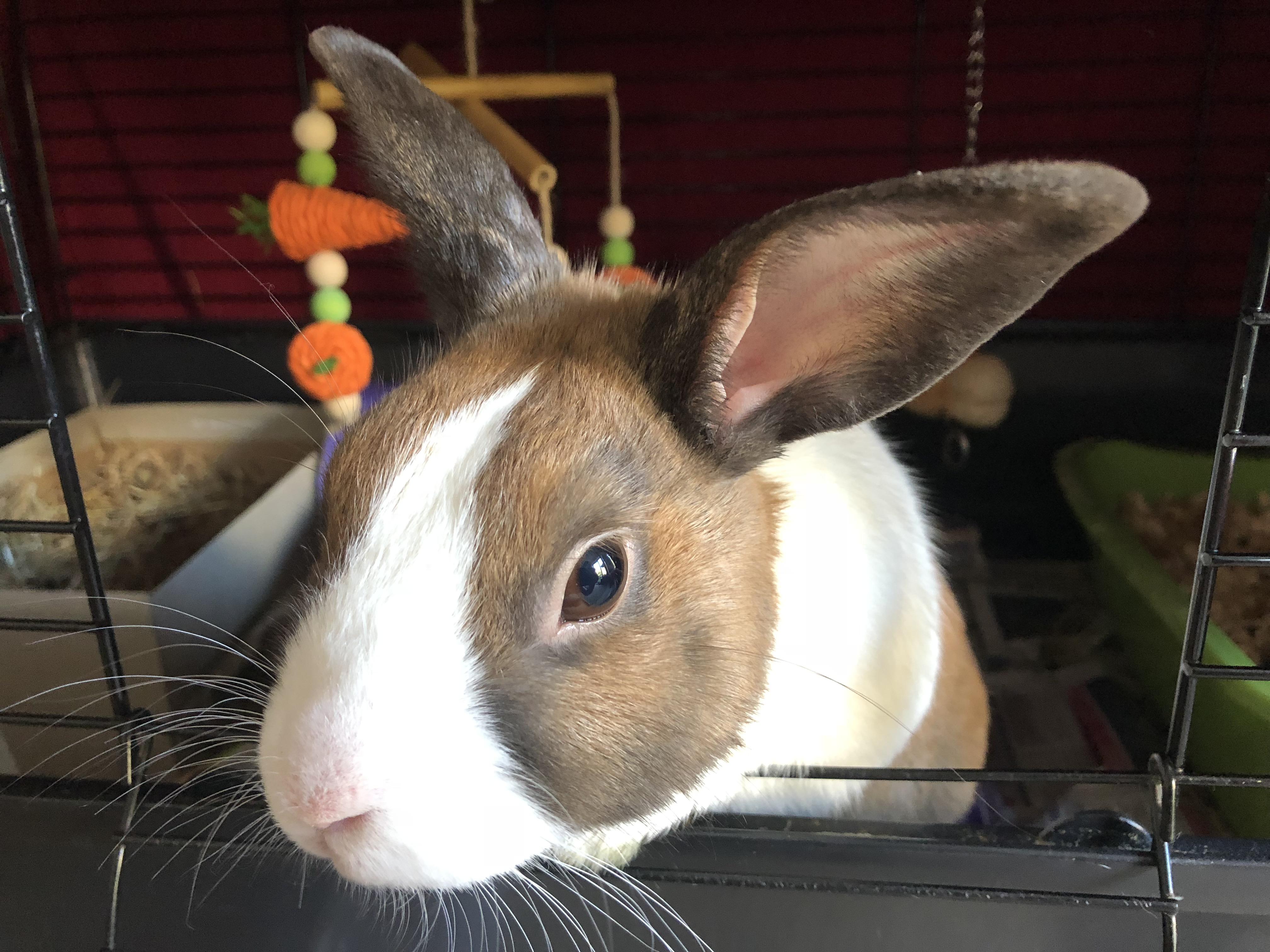 Another post of one of my bunnies William as he’s at the vet today r