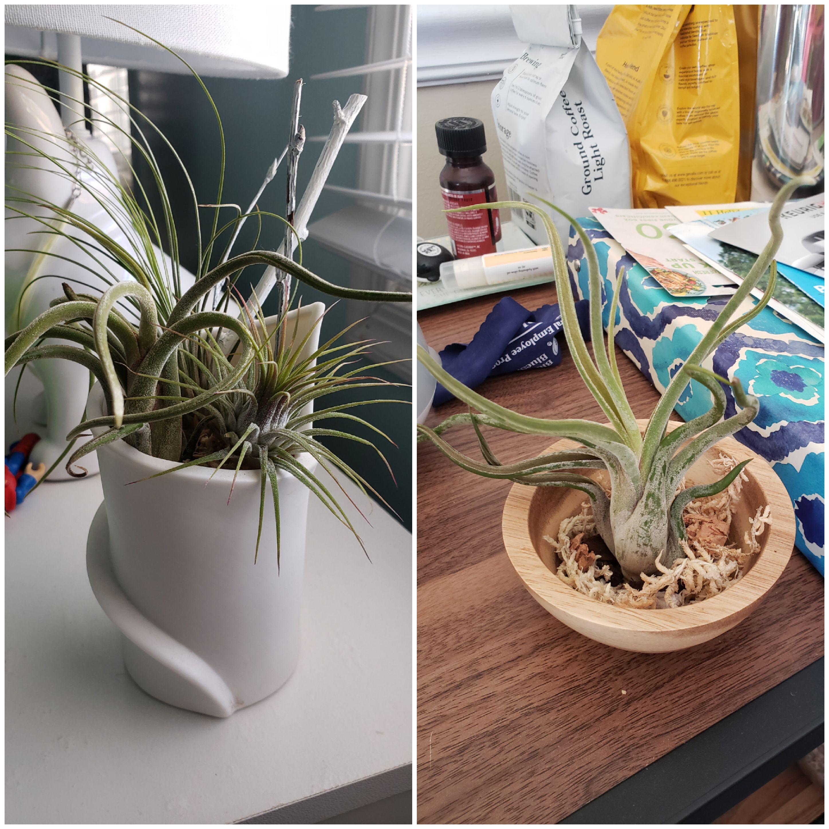 Got the kiddo and myself our first air plants last night. No id's but