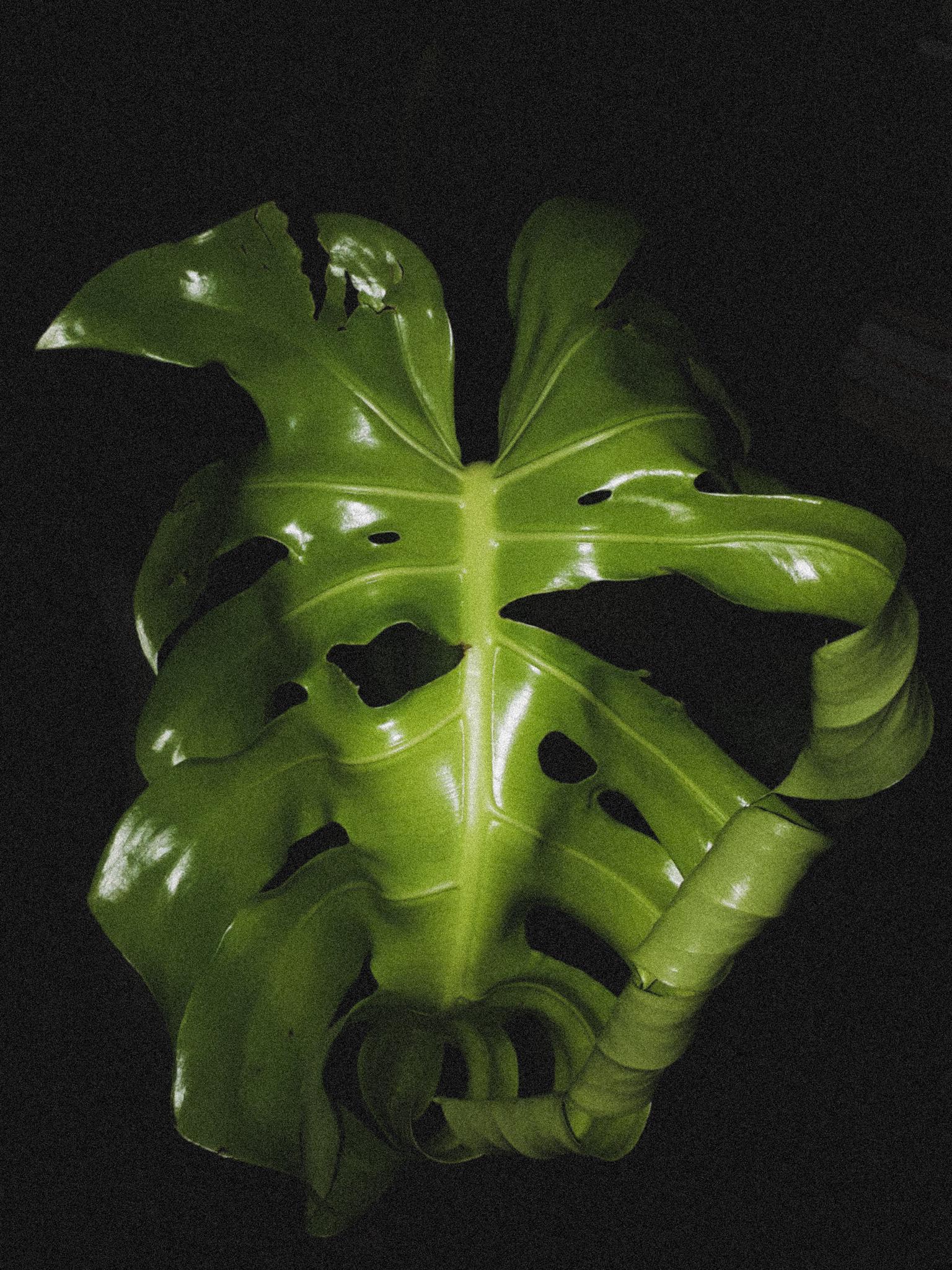 Cats and monsteras. 🤕 Monstera