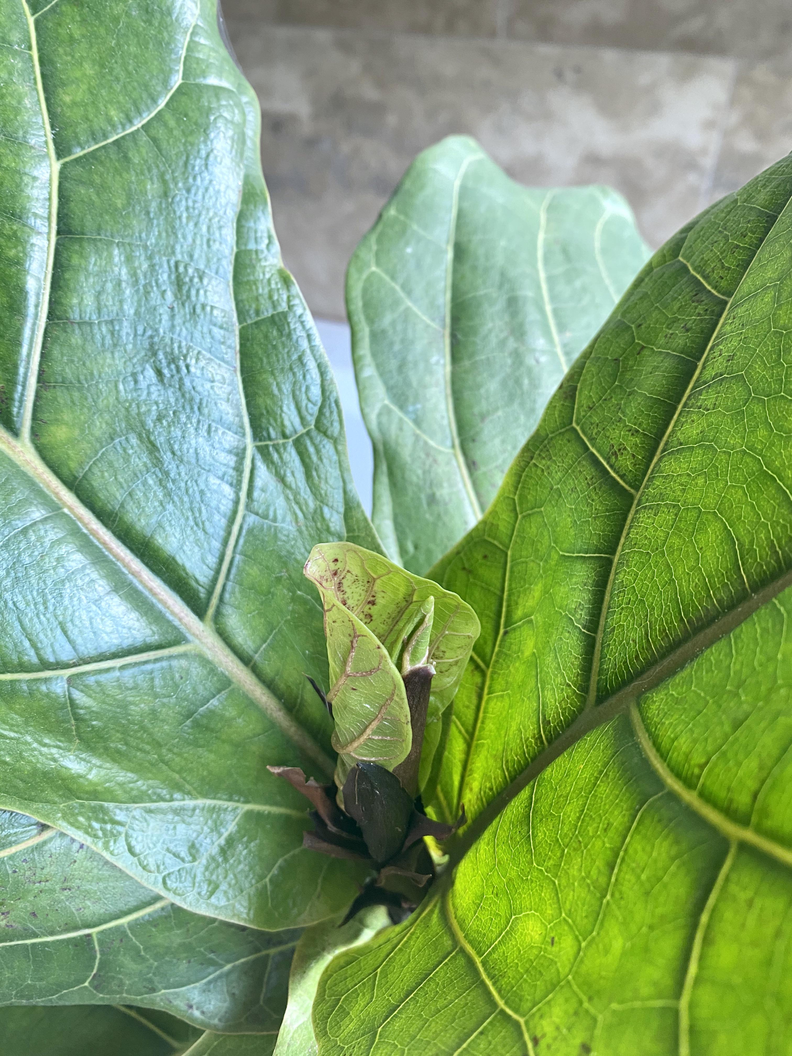 Why does my fiddle keep putting out duds for leaves? They are tiny