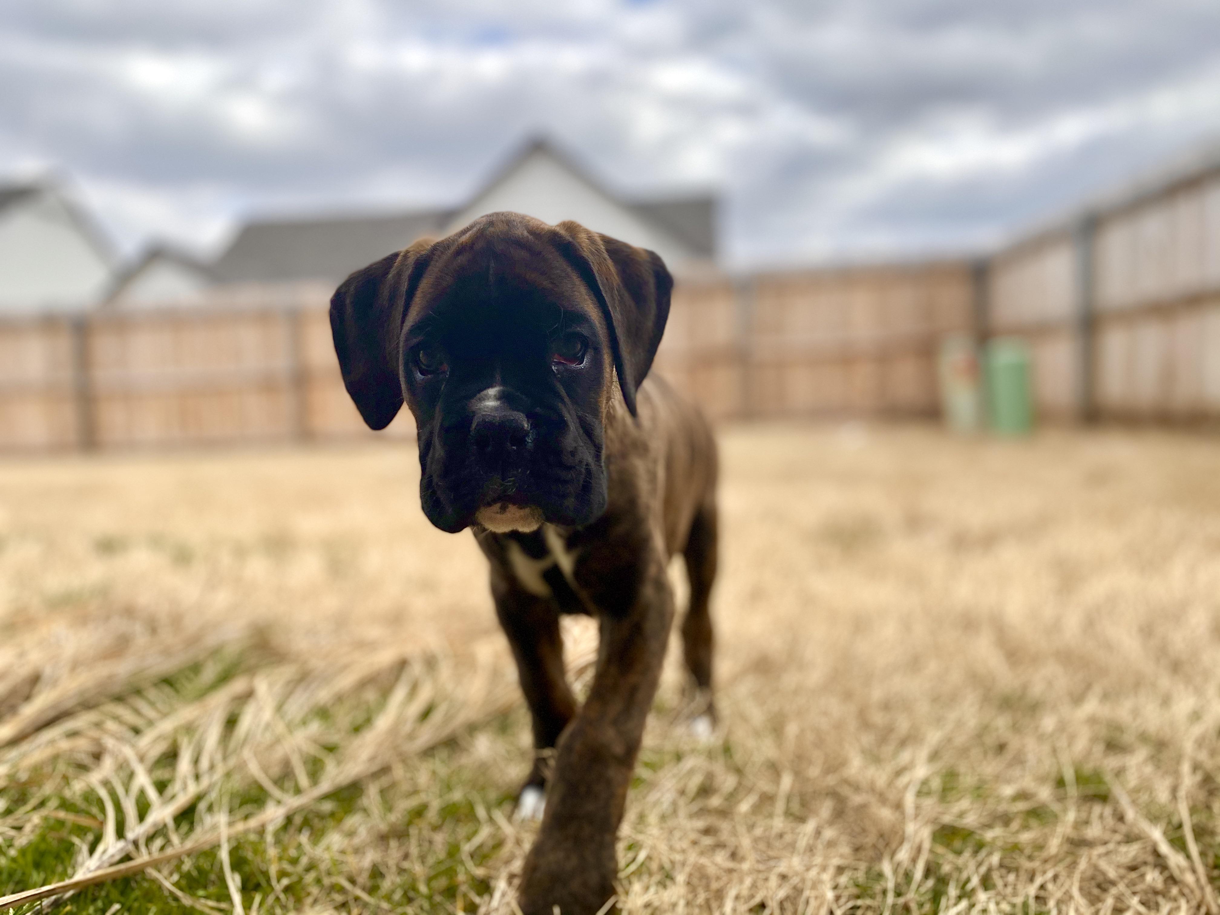 Reddit, meet Oliver, our 7 week old puppy. r/Boxer