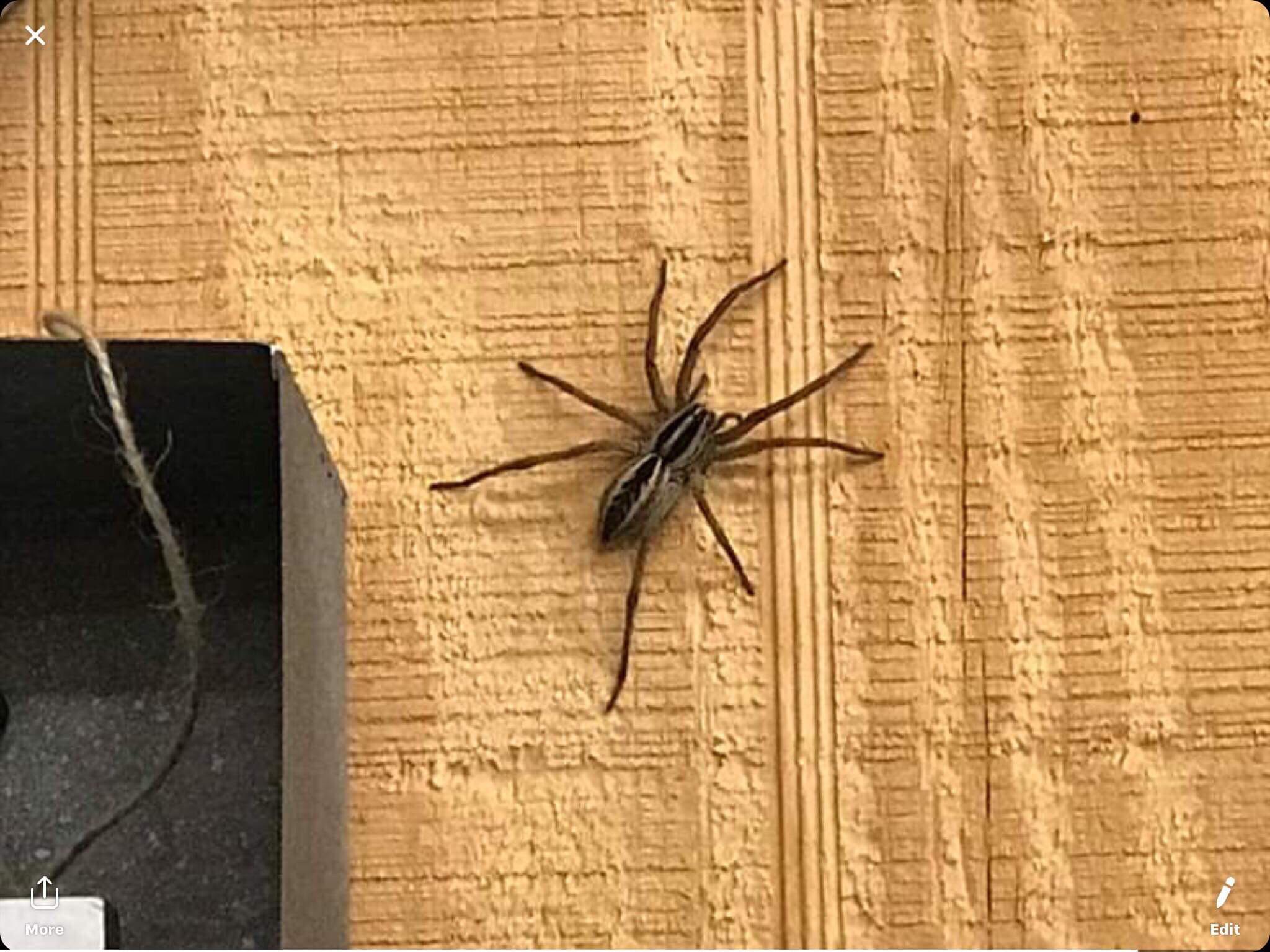 Found this spider crawling up our wall in our store in Parkersburg