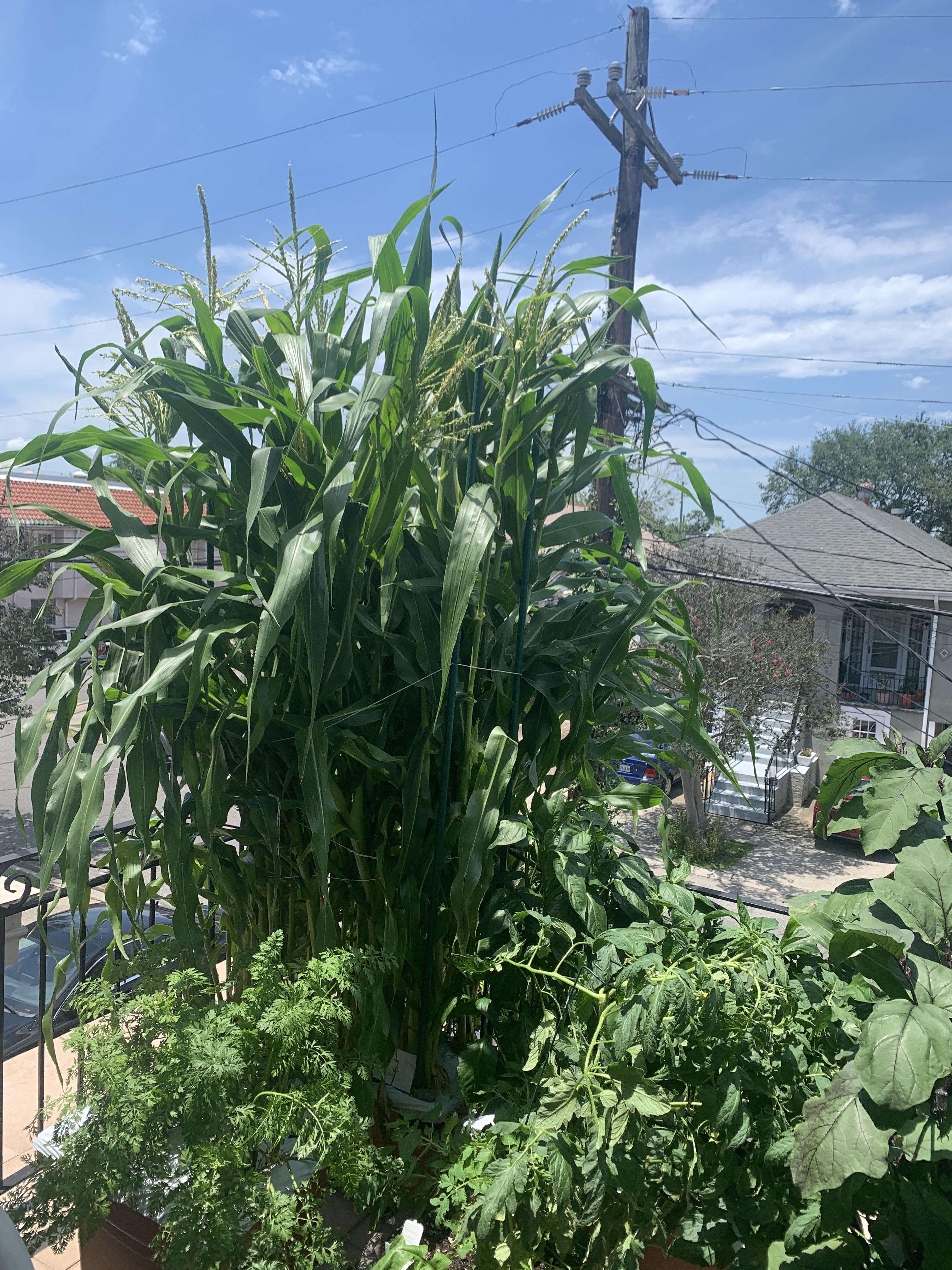 To all the mofo's that said I couldn't grow corn on a balcony in New