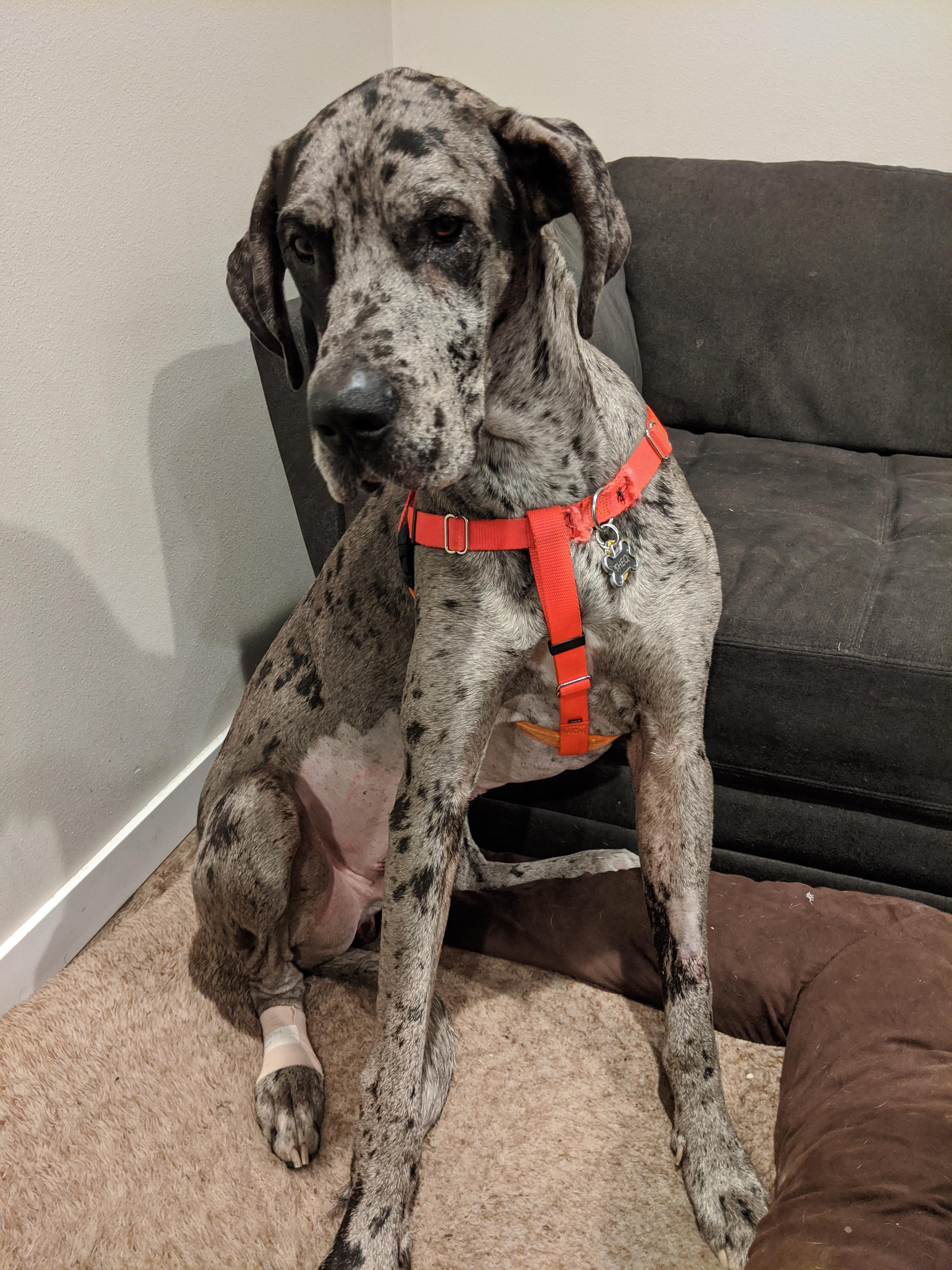 This guy just got home from his cryptorchid neuter and gastropexy and