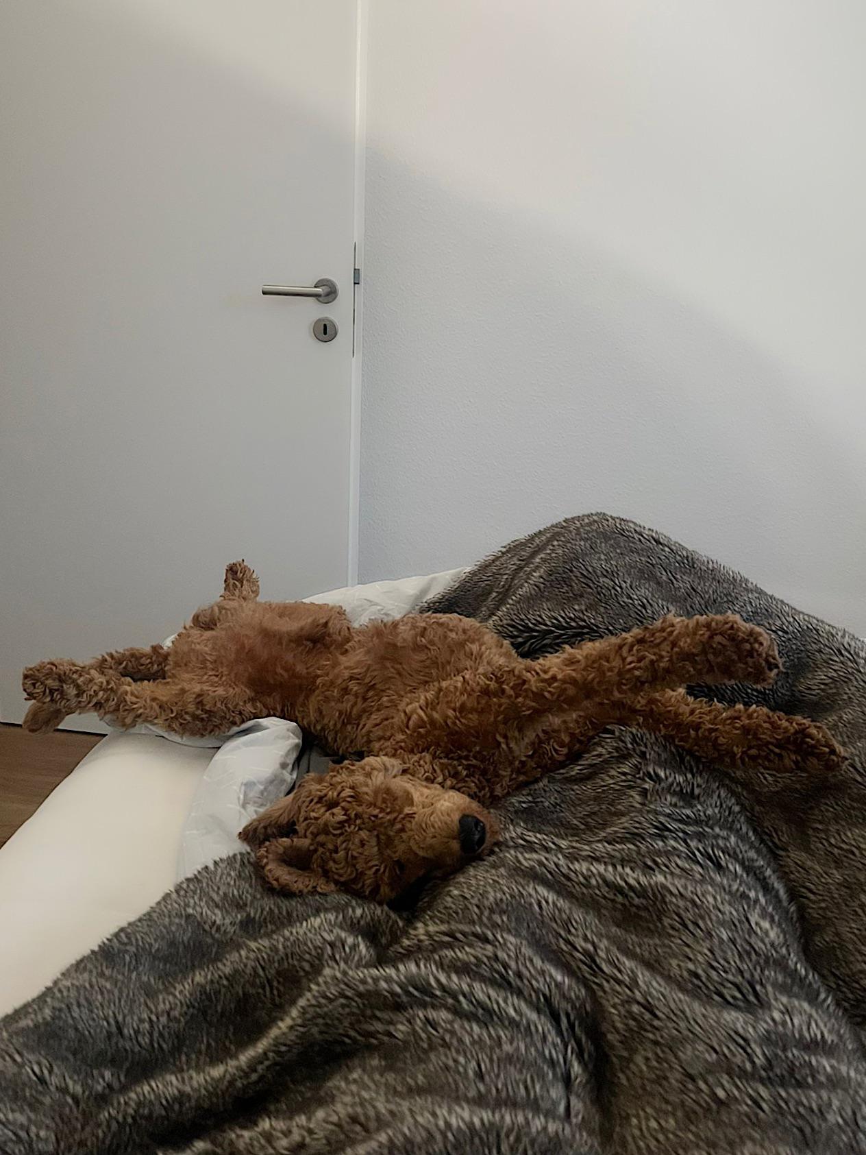 Our boy hates cuddling but loves sneaking into bed at night. So we wake