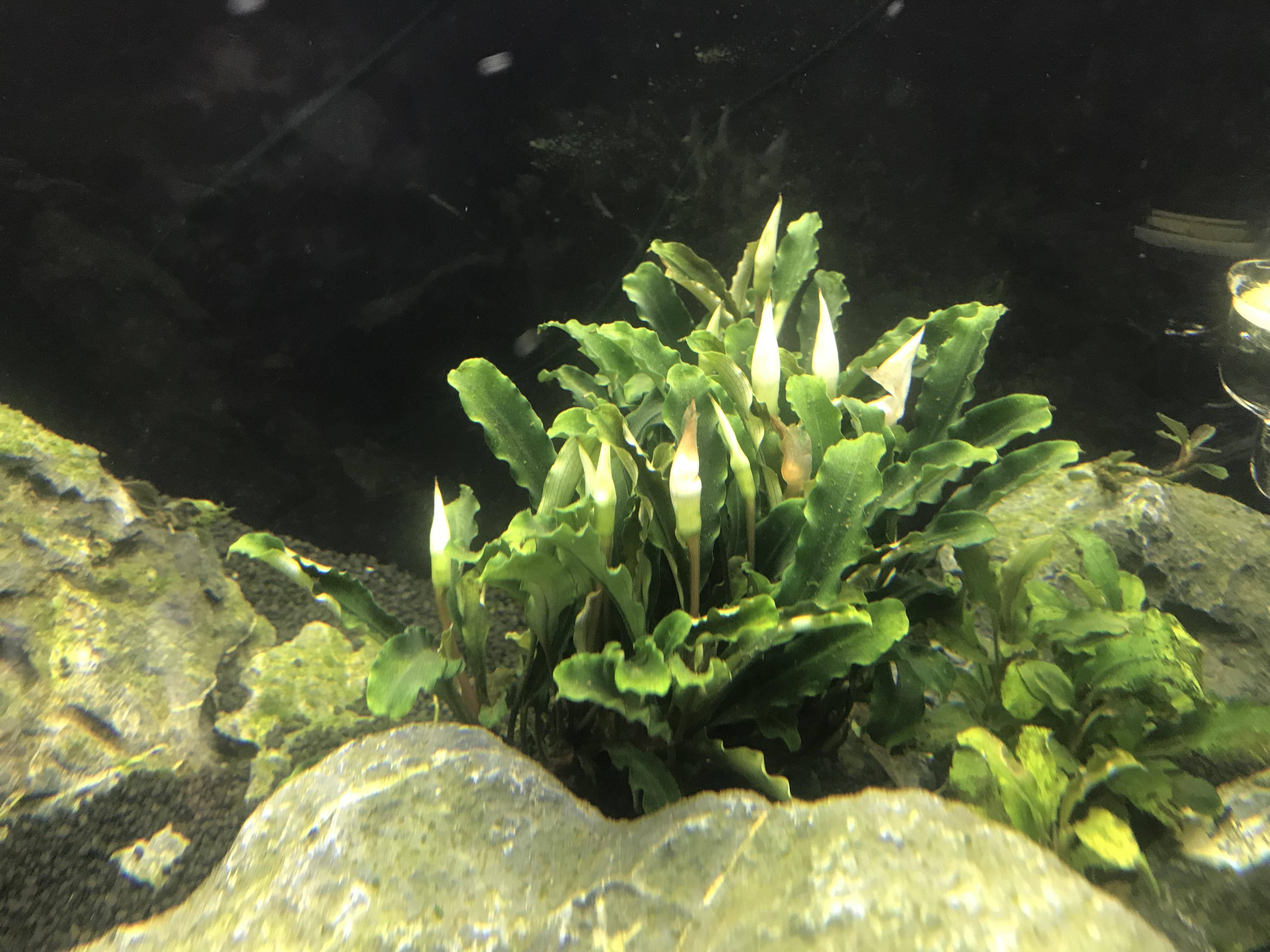 Flowering bucephalandra! PlantedTank
