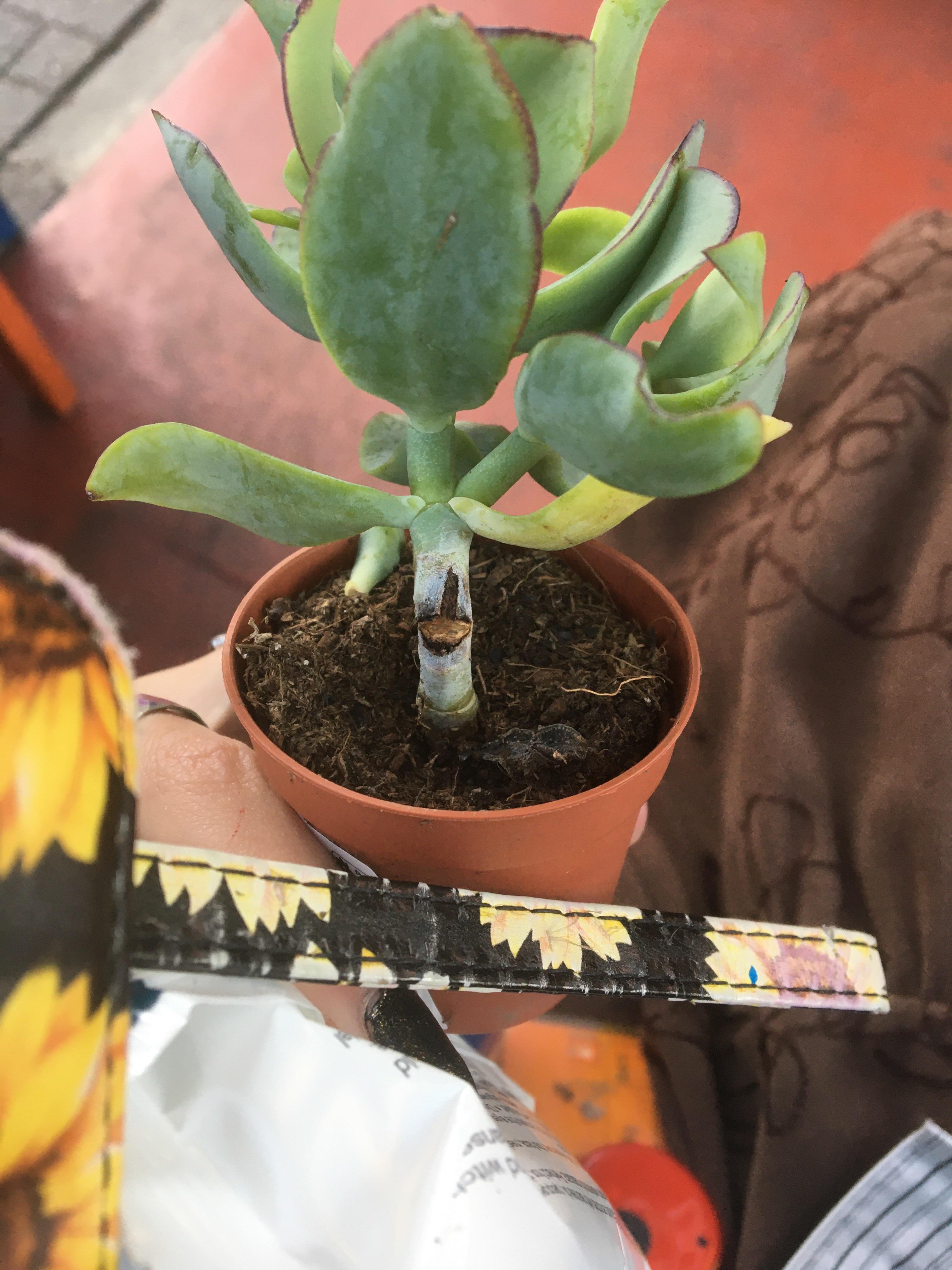 Hi how do I fix a broken succulent? plantclinic