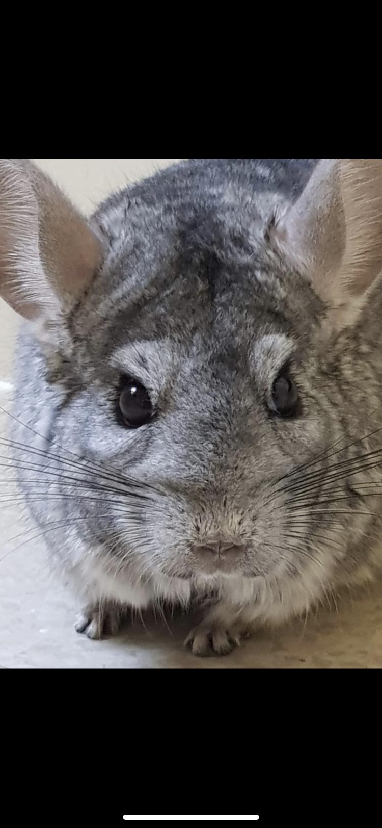 Are Chinchillas Good Pets For 13 Year Olds Cheapest Purchase