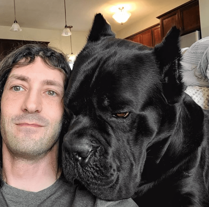 Head size difference between a man and an adult cane corso pics