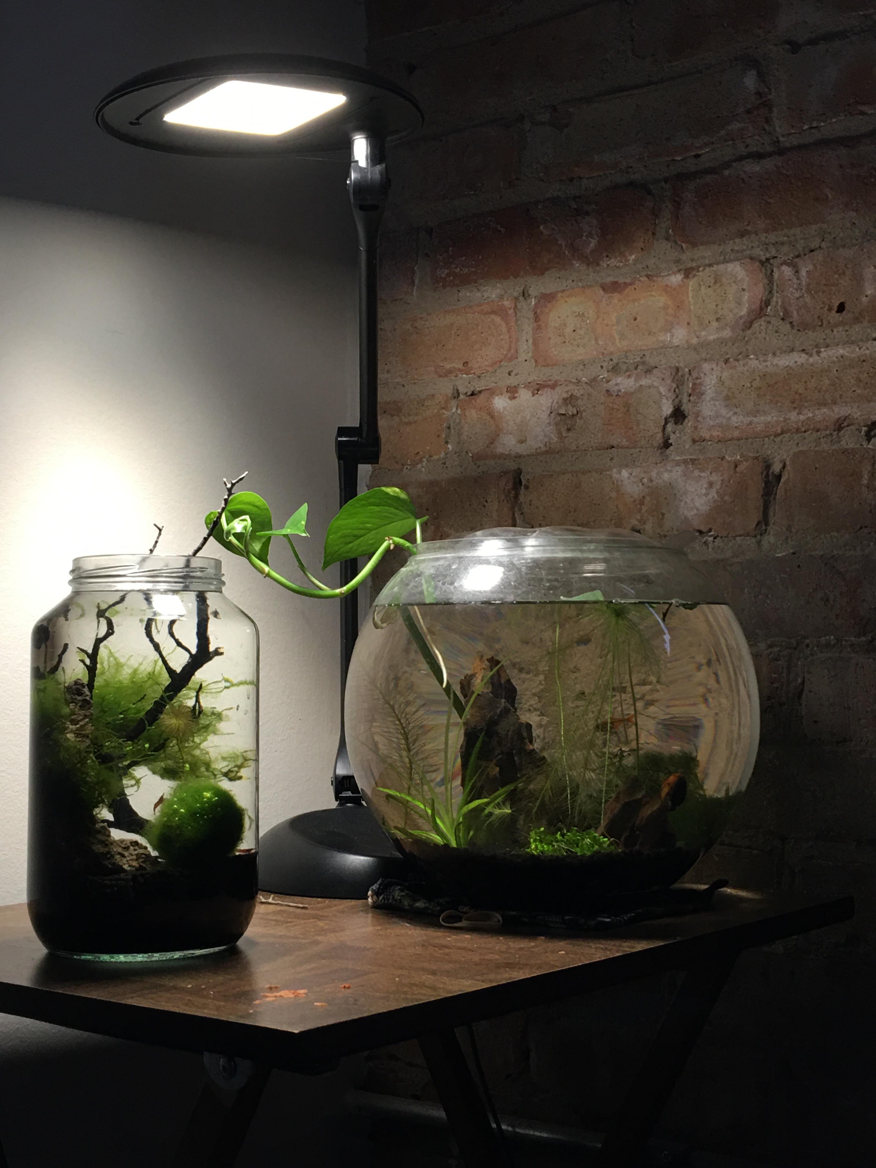 614 best Fish Bowl images on Pholder Shittyaquariums, Aquariums and