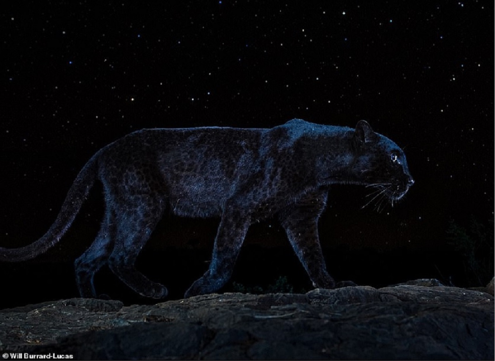 This beautiful, elusive and rare creature is the African black leopard