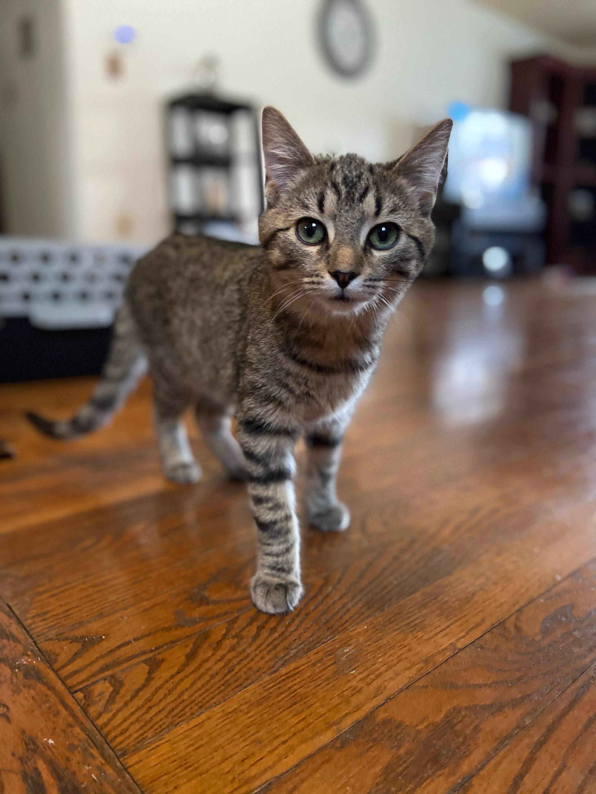 Just picked up this little guy from the Shelter. Reddit, meet Sully