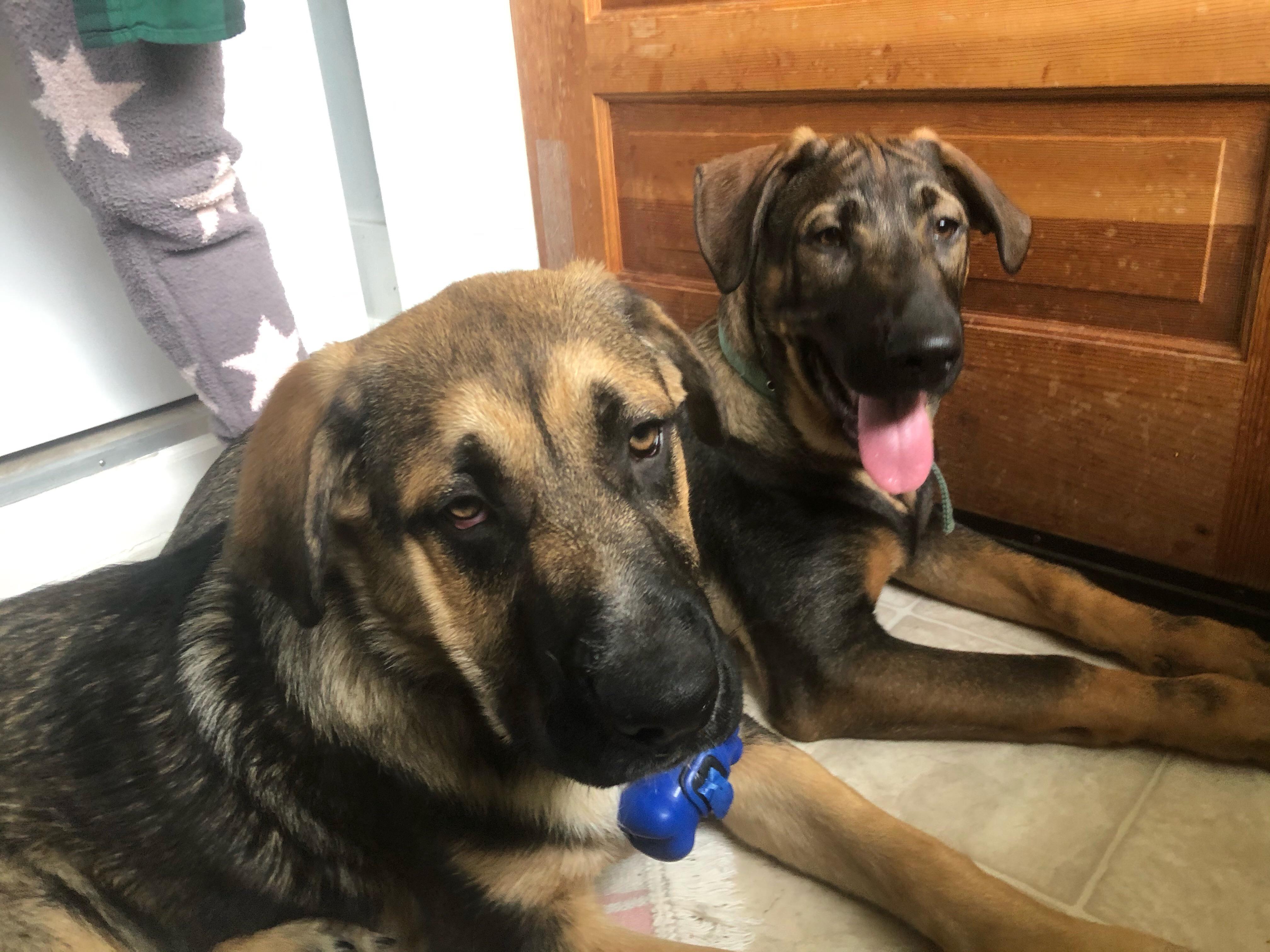 Found dogs! ‼️ Found by Bryn Mawr elementary school 10/4/20 around 2 pm