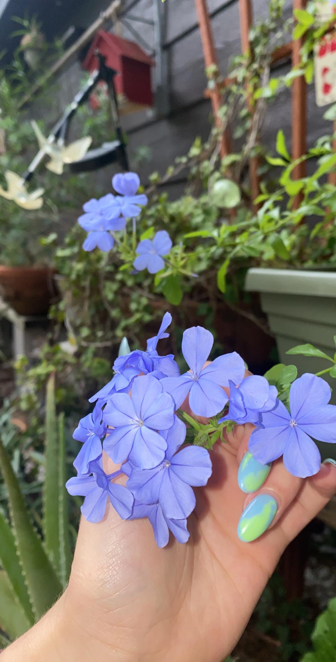 What are these flowers called? r/plants