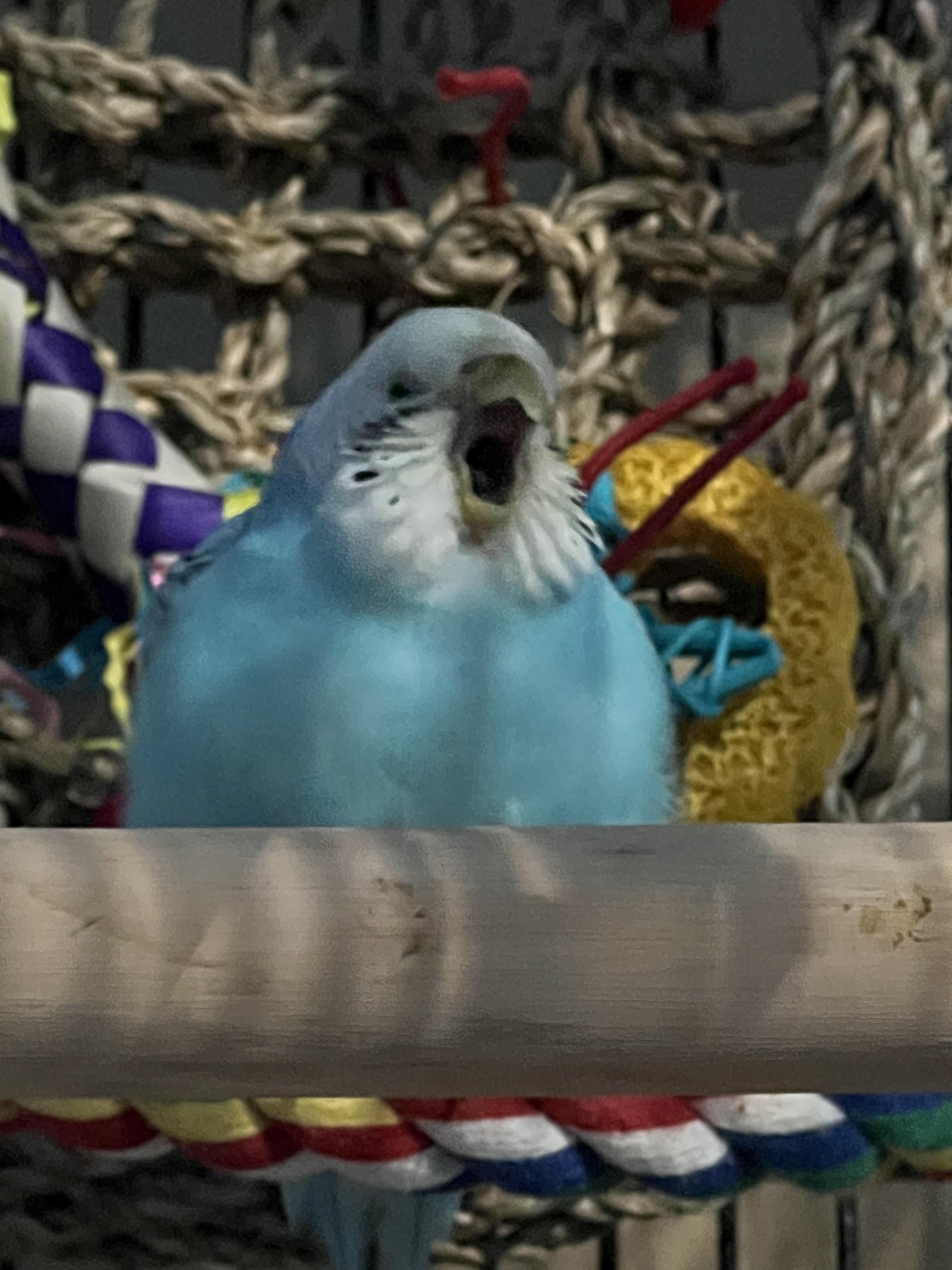 Today I learned if you pretend to yawn in front of your budgie they