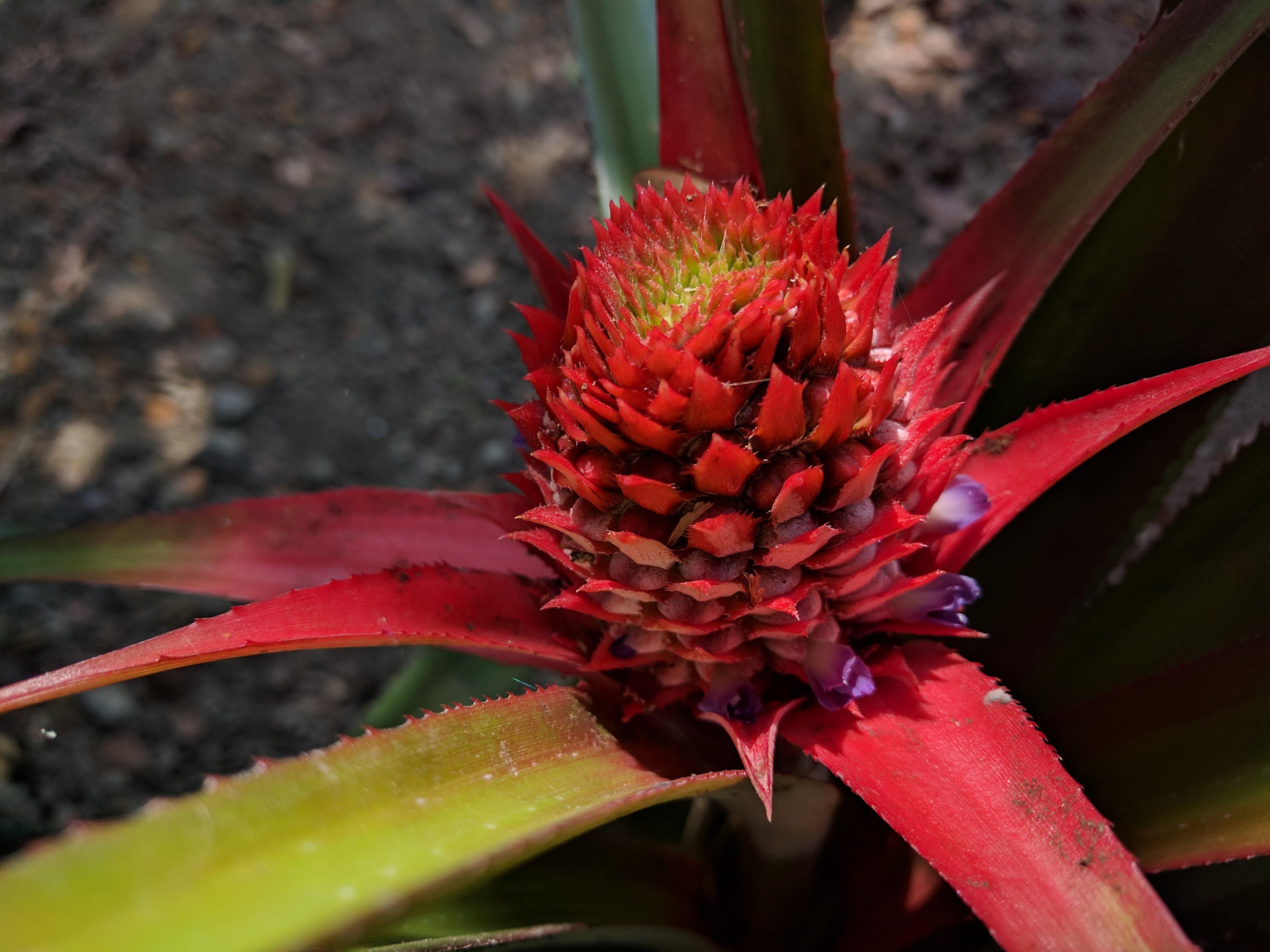 Pineapple Flower [OC][4032X3024] pics