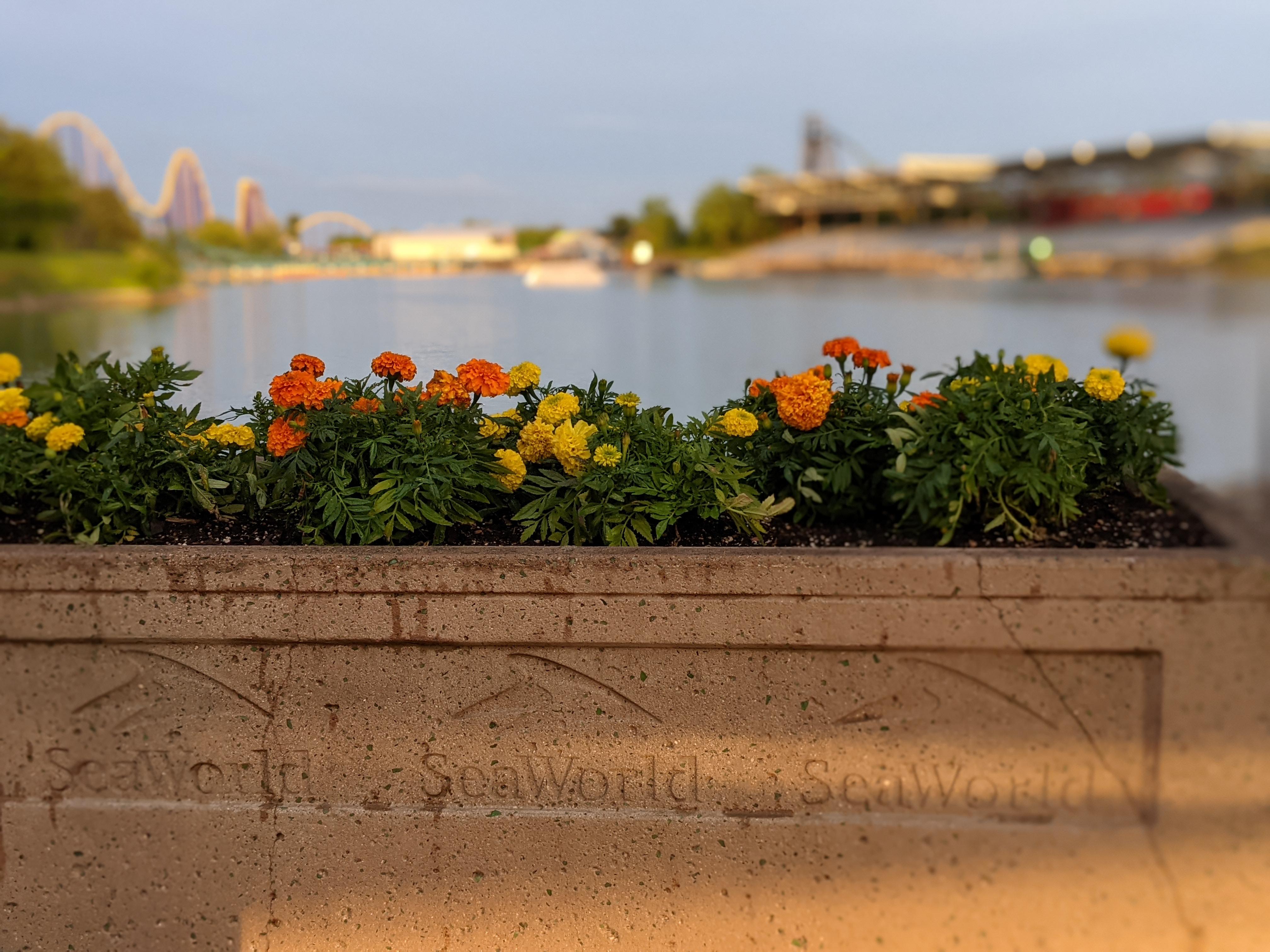 Mexican Marigolds [Pixel 5] at Sea World San Antonio at sunset r