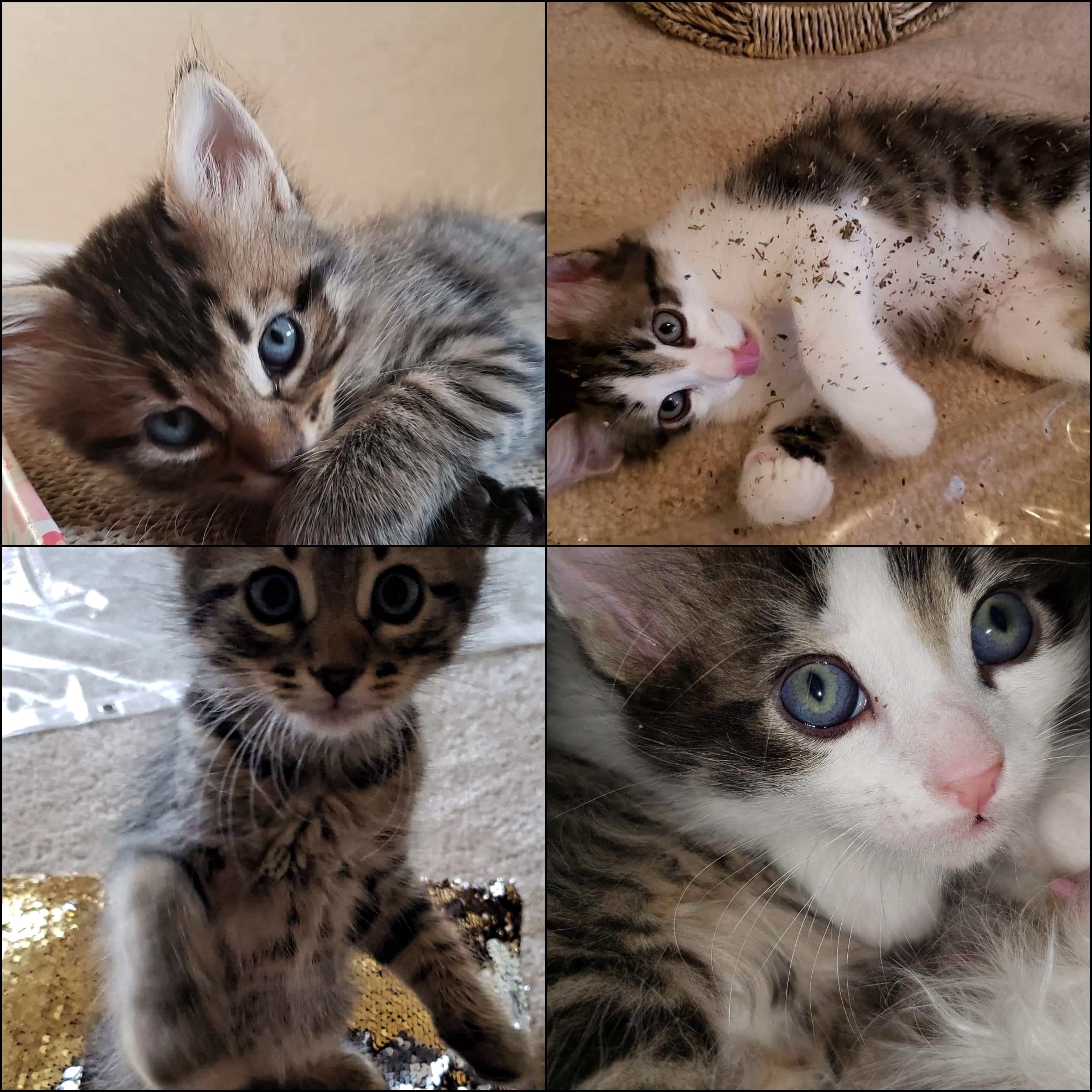 Two 10 Week Old Kittens For Adoption to Loving Homes. PM for Details