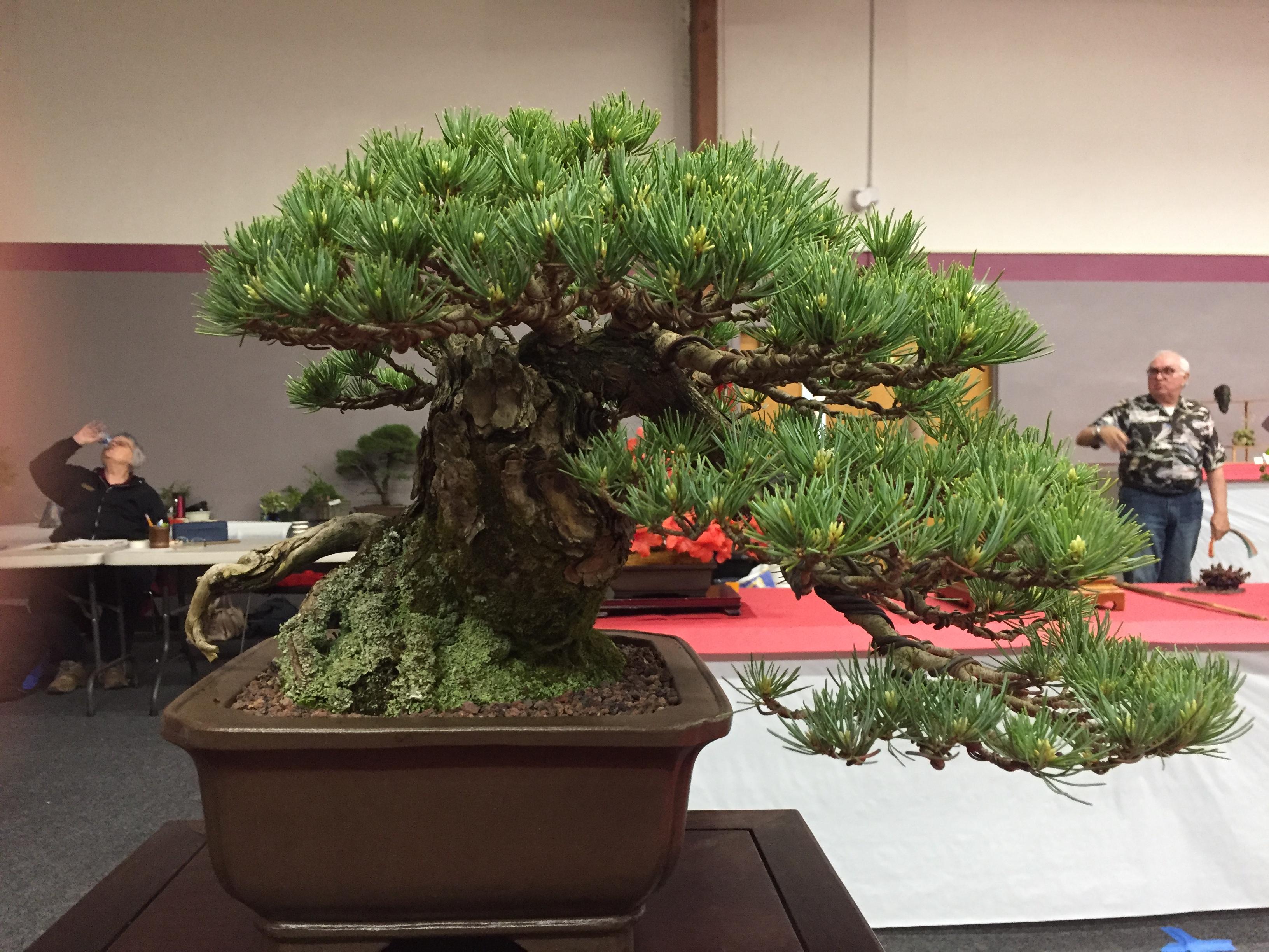 White pine at Annual Spring Show of the Sacramento Bonsai Club. r