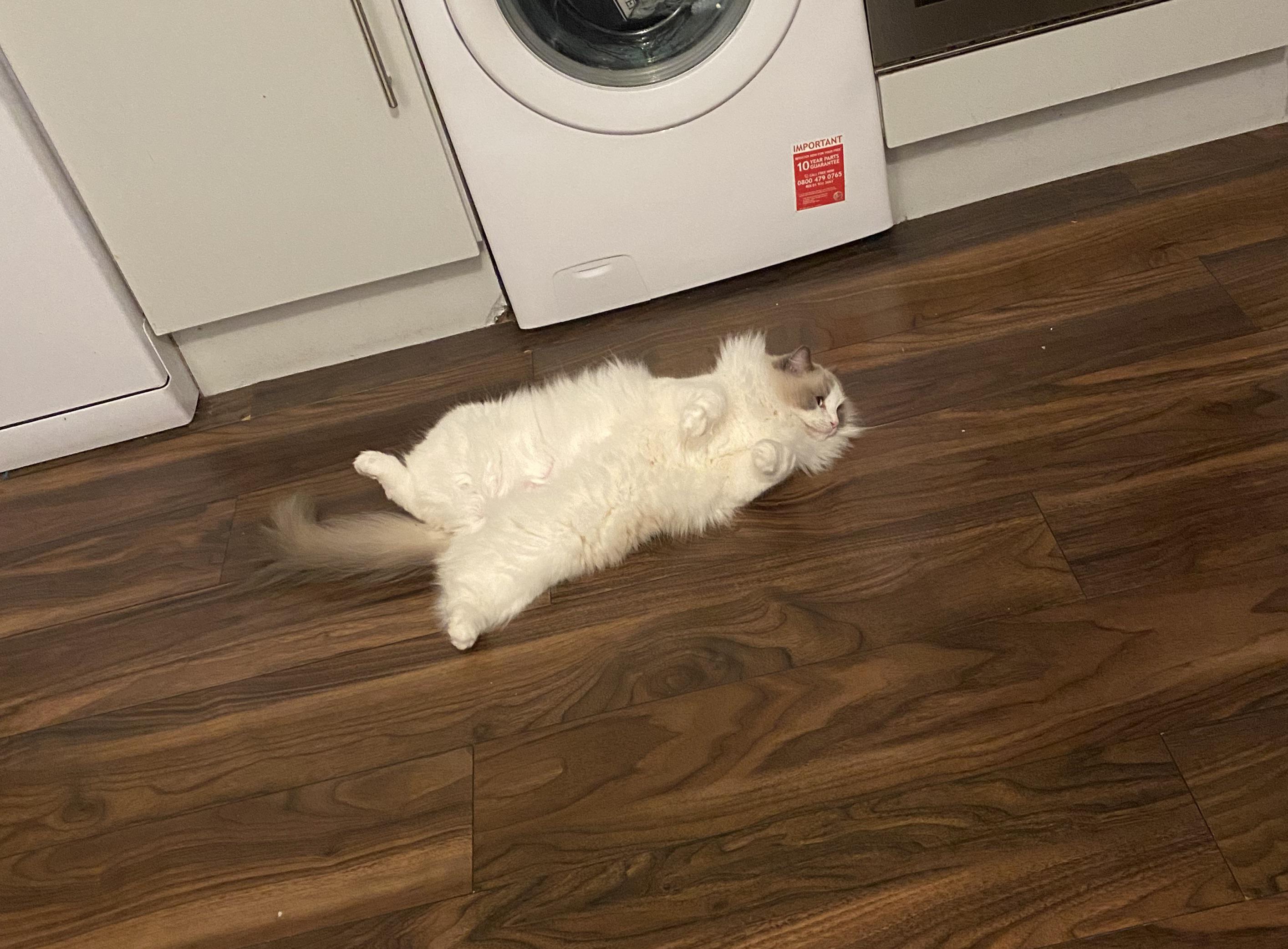 2707 best r/ragdolls images on Pholder Our boy had to get shaved due