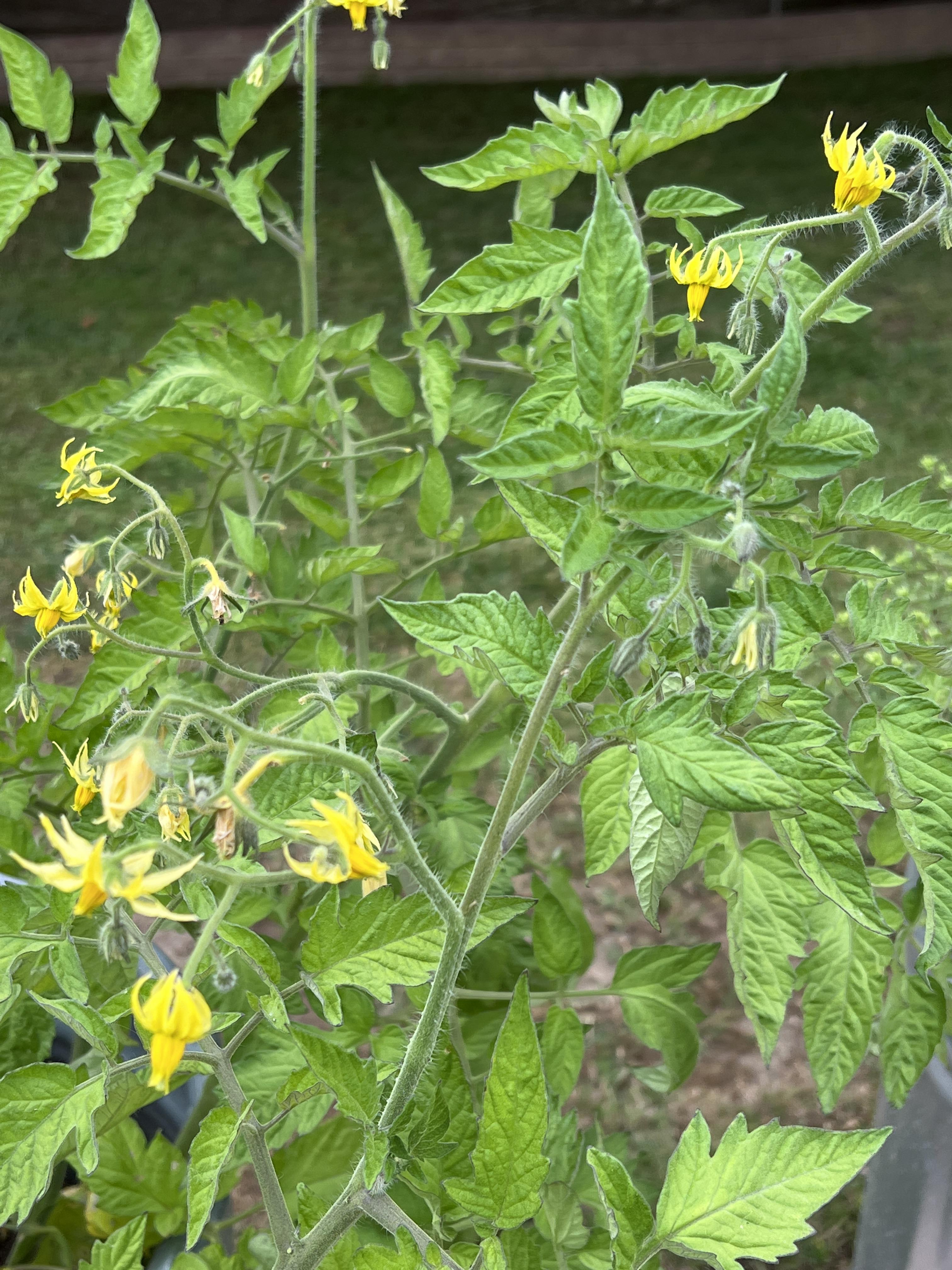 My tomato blossoms aren’t tomatoes and keep falling off. What can I do? r/gardening