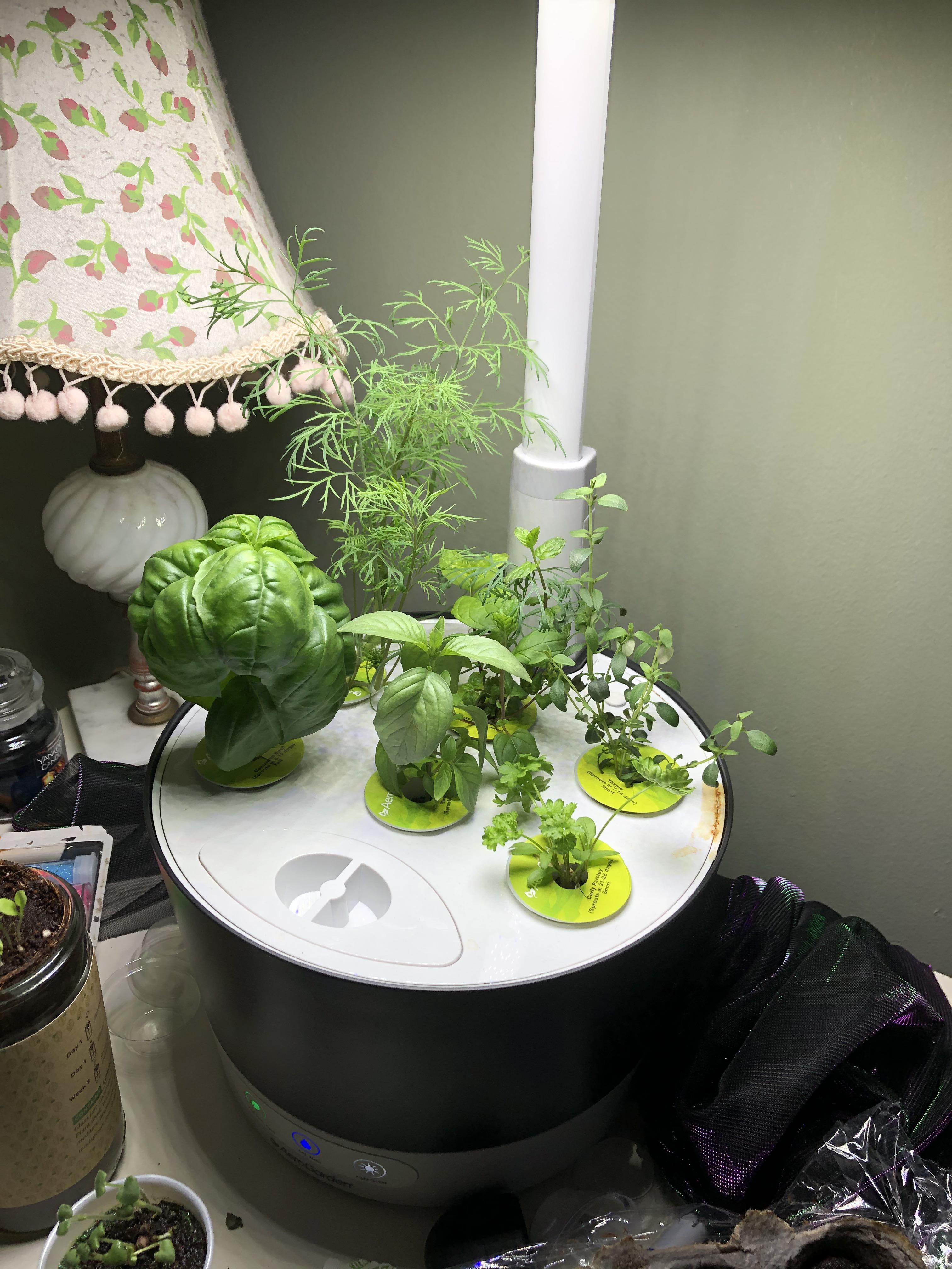 My hydroponic herb garden 34 days in r/gardening