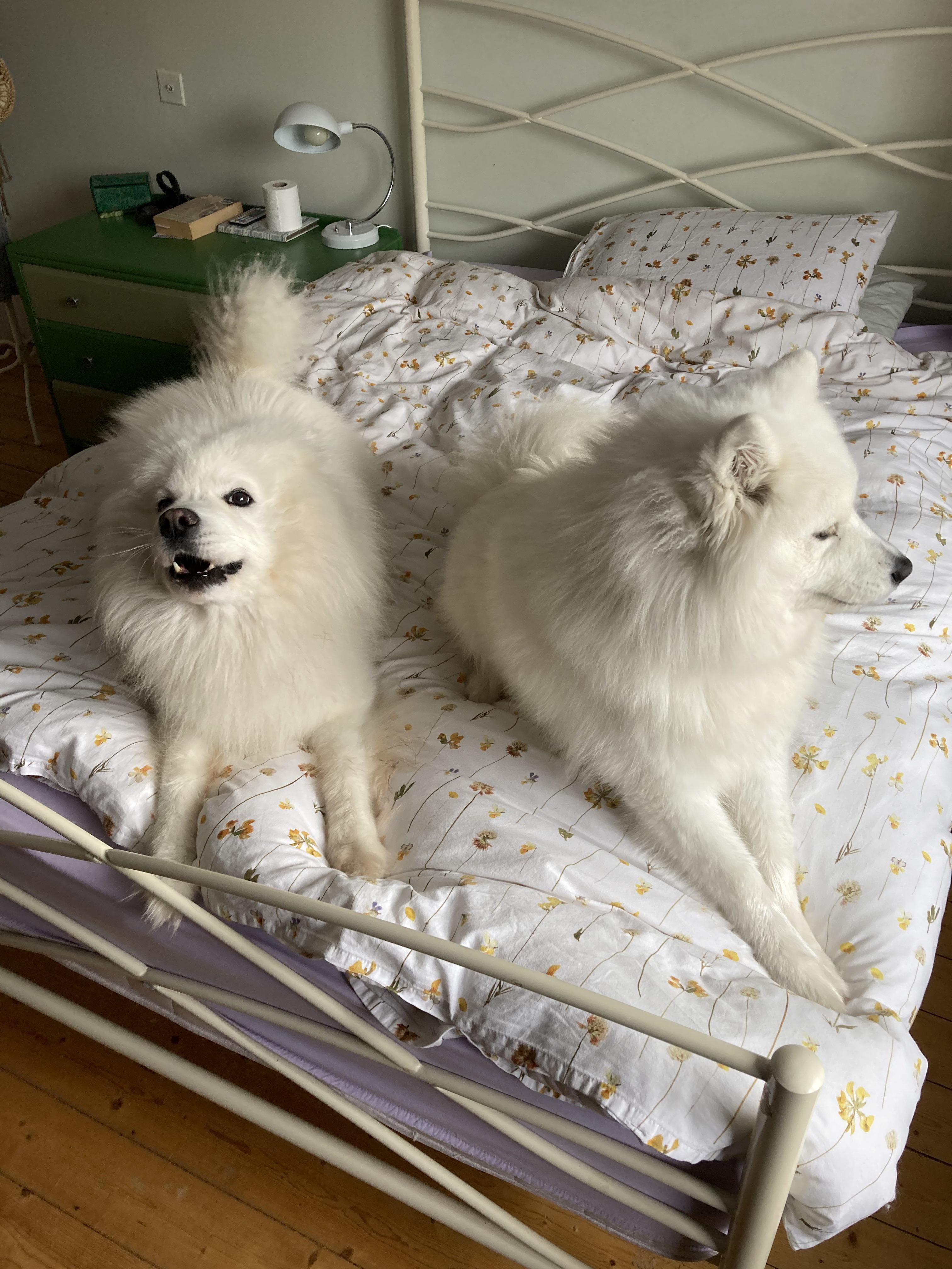 well never on the bed then! r/samoyeds