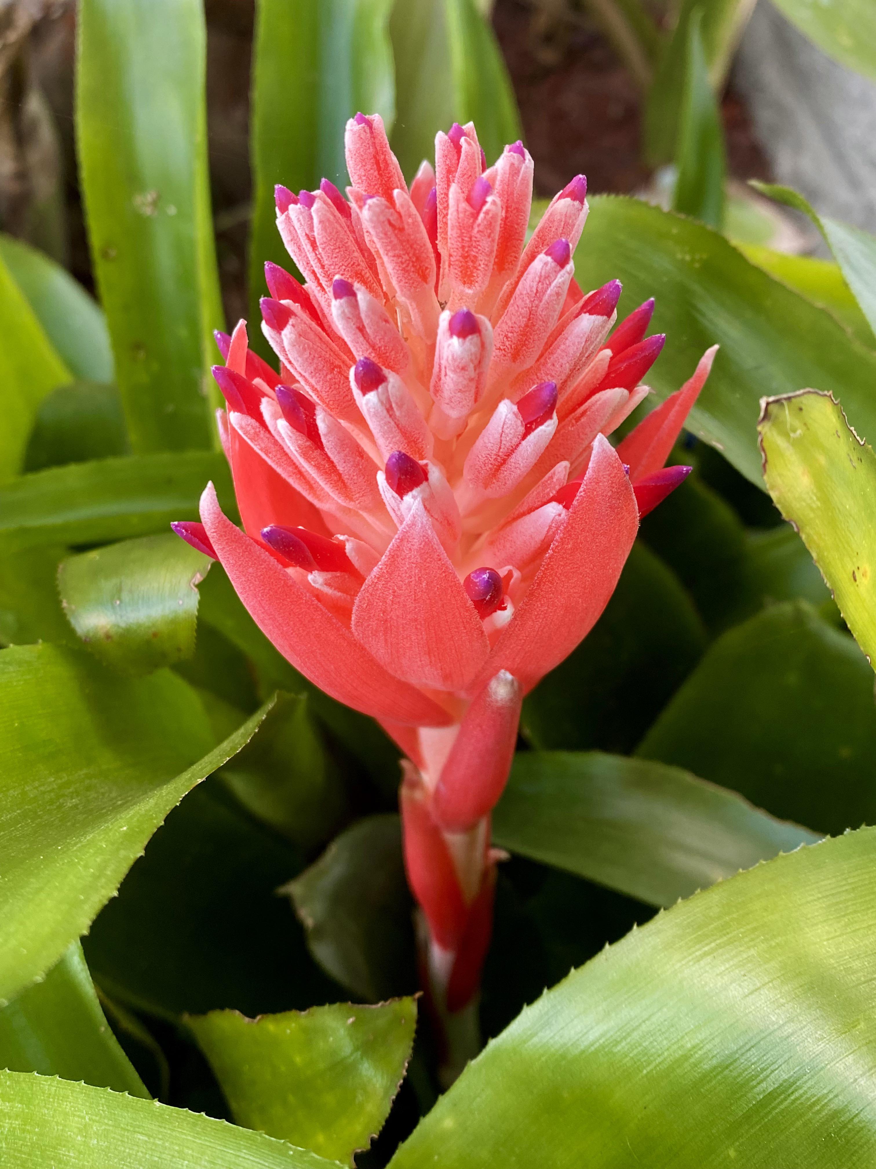 “Flaming Torch” bromeliad (Billbergia pyramidalis) [OC] r/BotanicalPorn