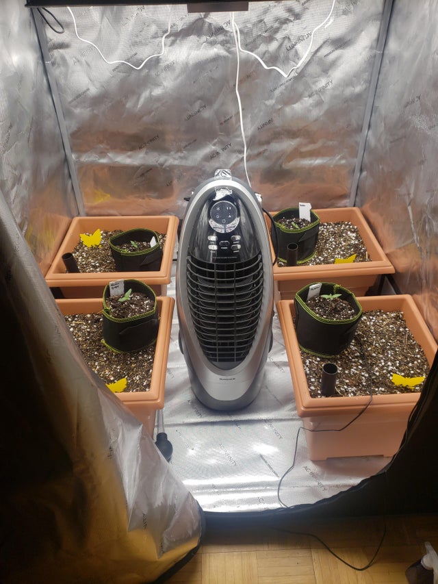 Have anybody ever used a swamp cooler/evaporative cooler in there tent