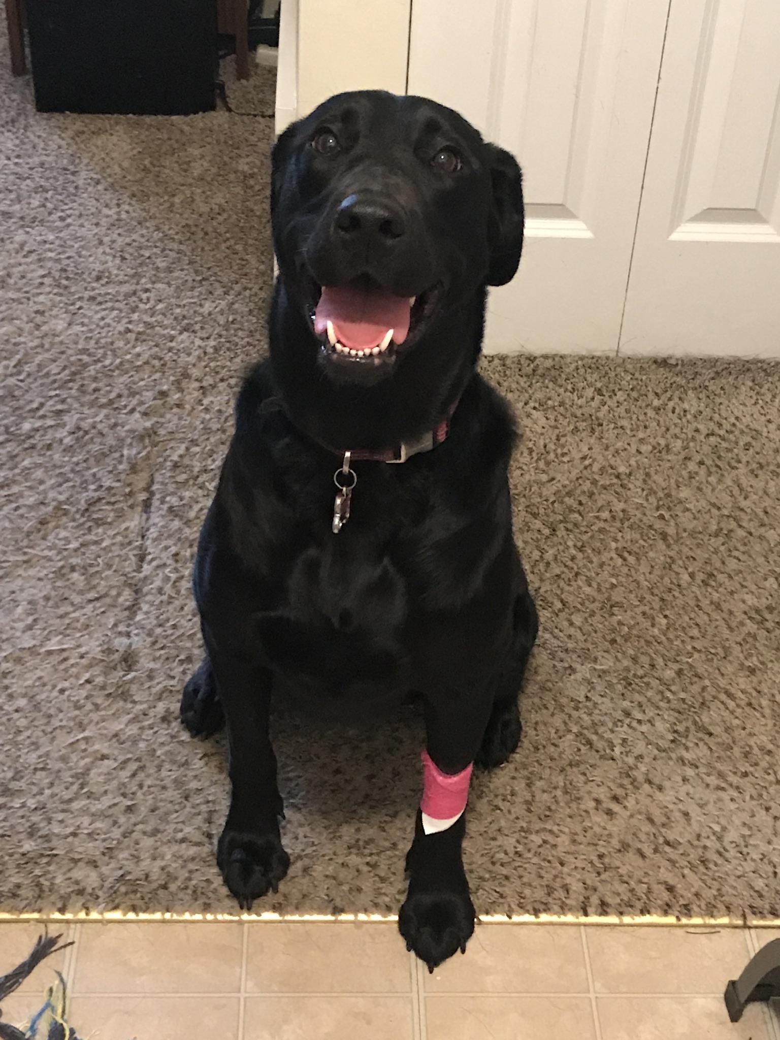 Bella is feeling much better after being hospitalized for some stinky