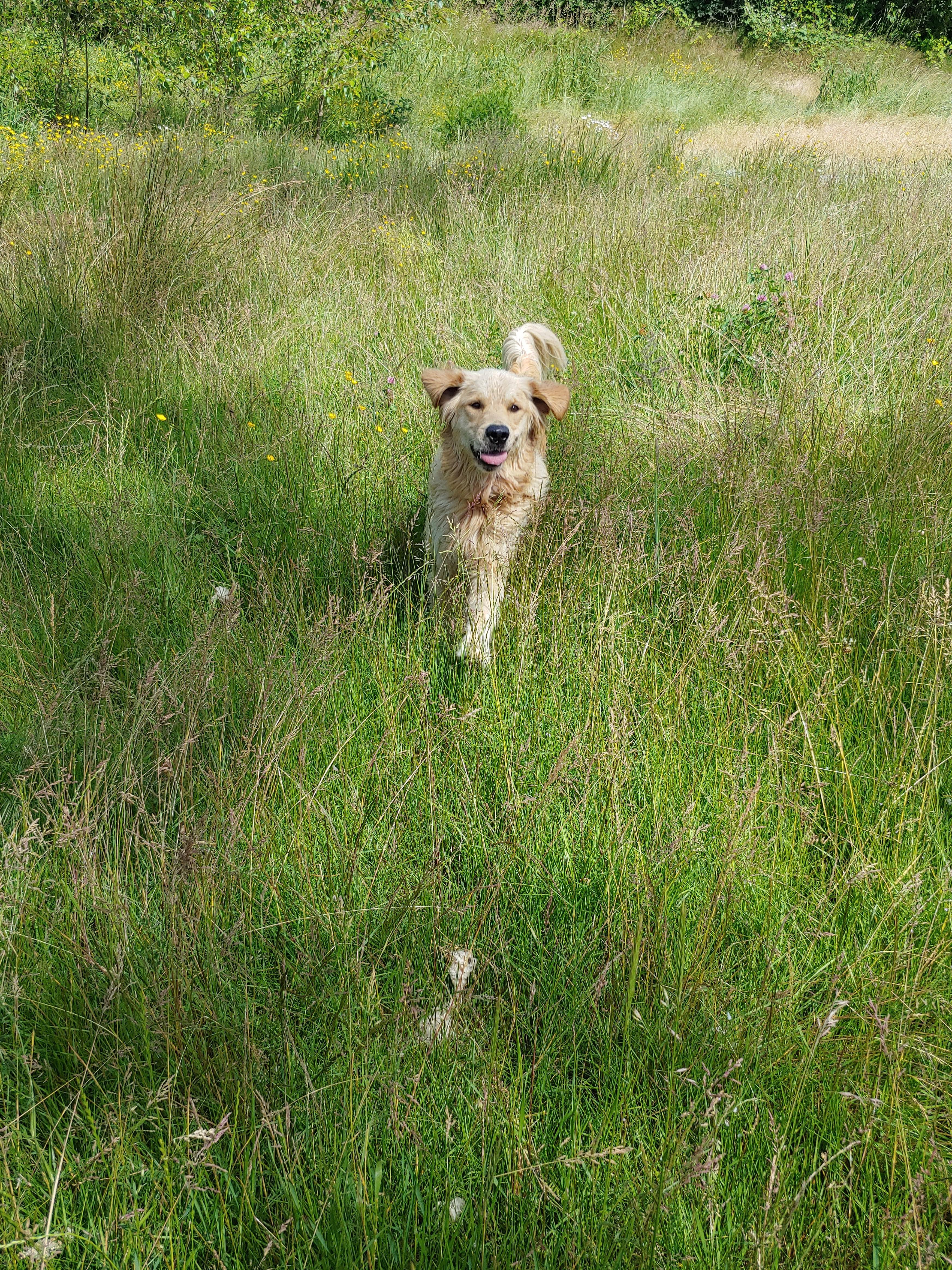 Prairie dog! r/goldenretrievers