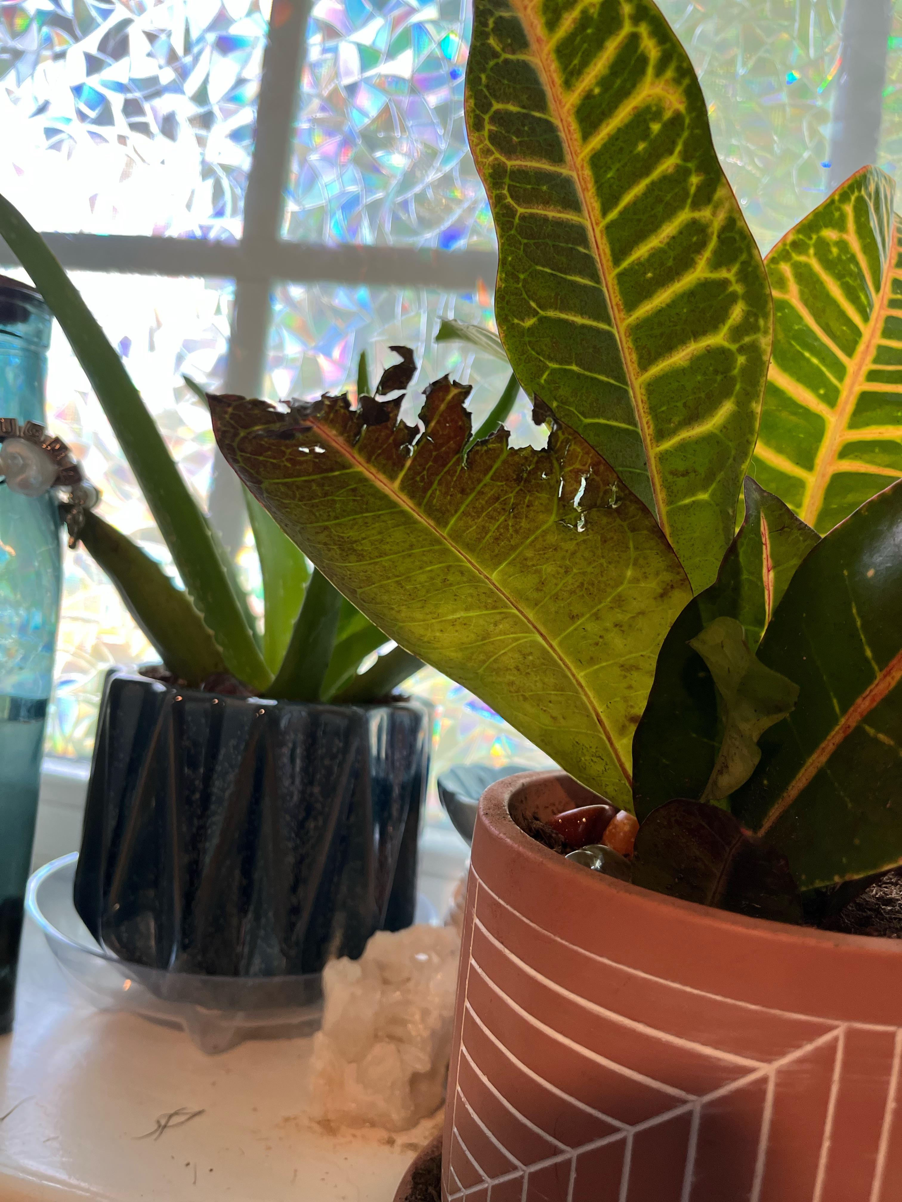 My cat ate croton leaf r/PlantParenthood