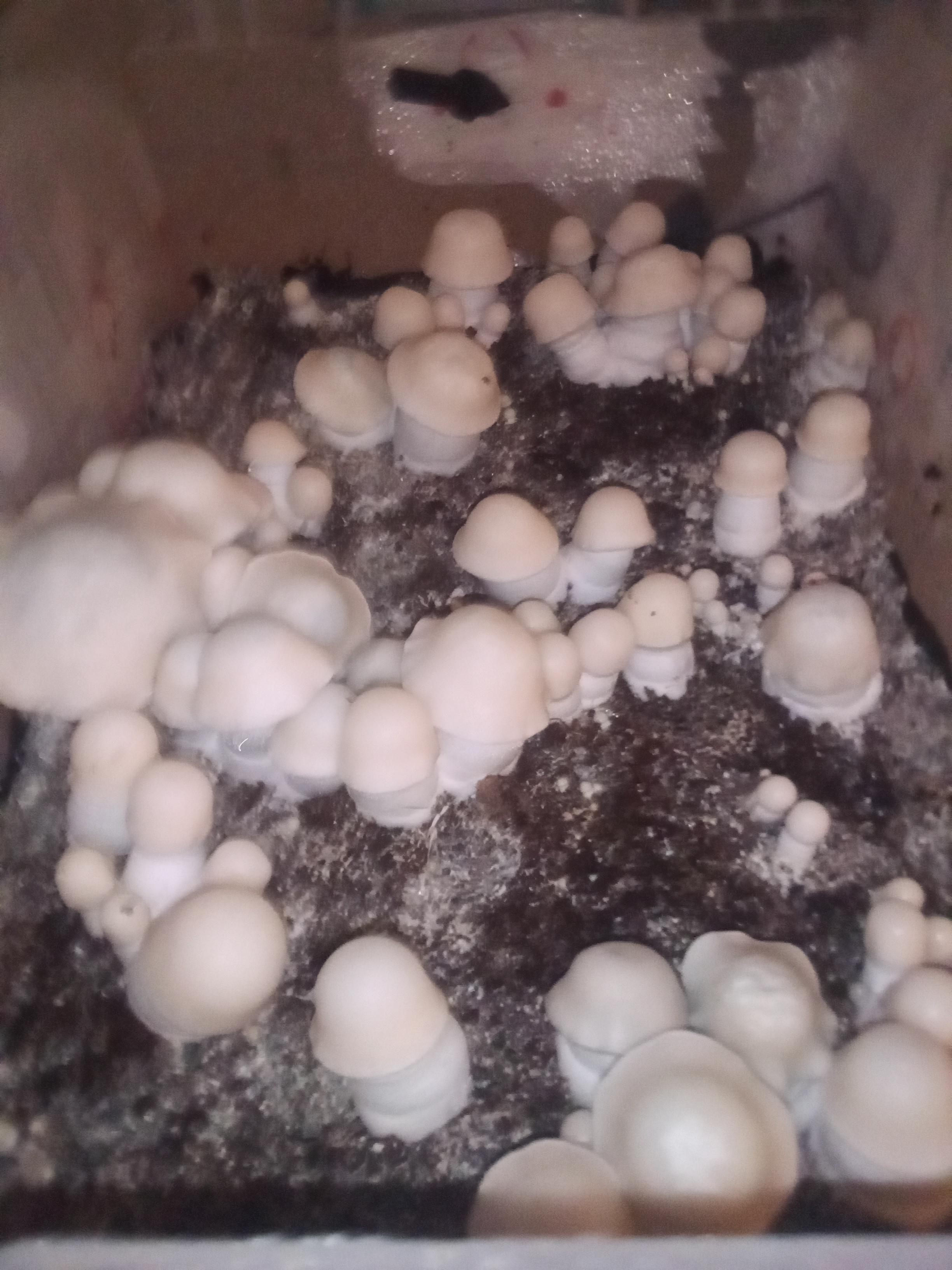 how to know when ghost cube is ready to pick r/shrooms