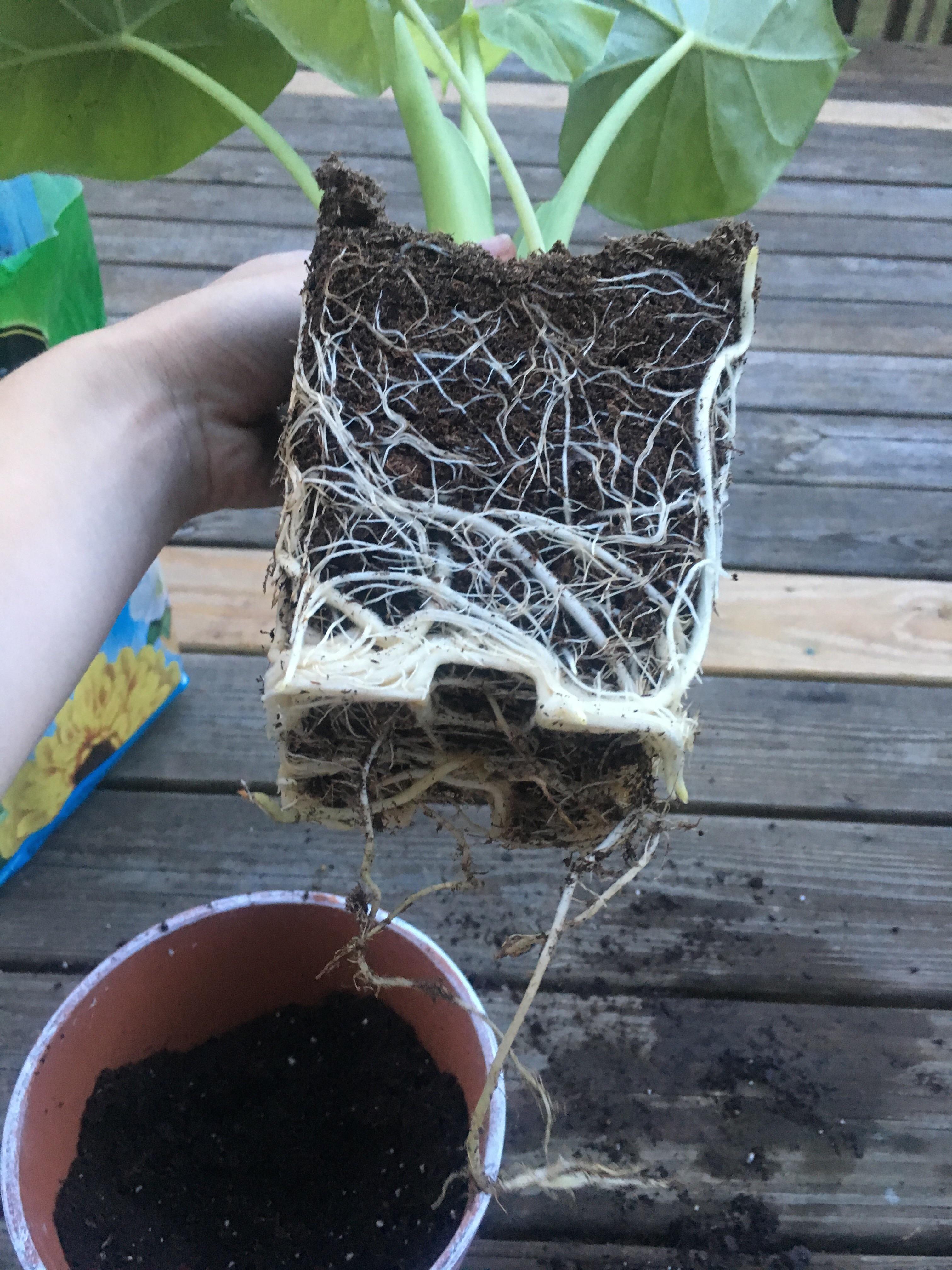 Repotting from nursery pot r/rootedporn
