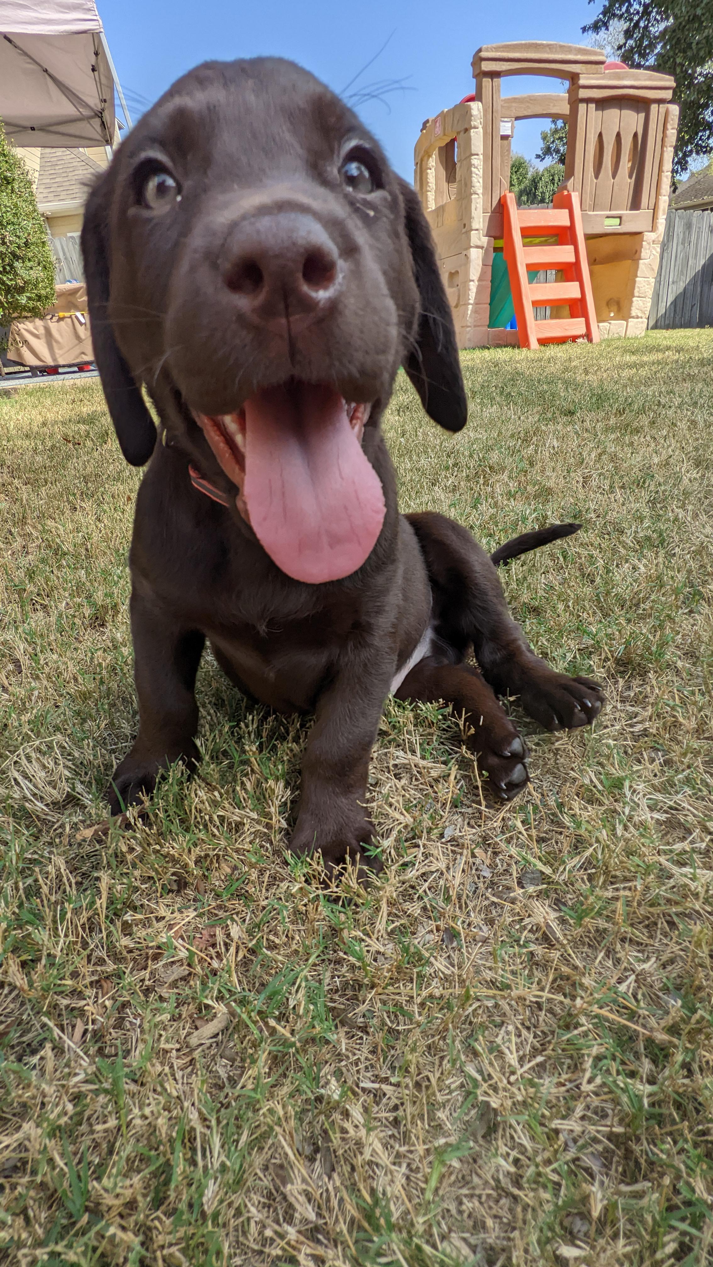 [OC] Meet "puppy". He's a 7 wk old chocolate lab and trying to find a