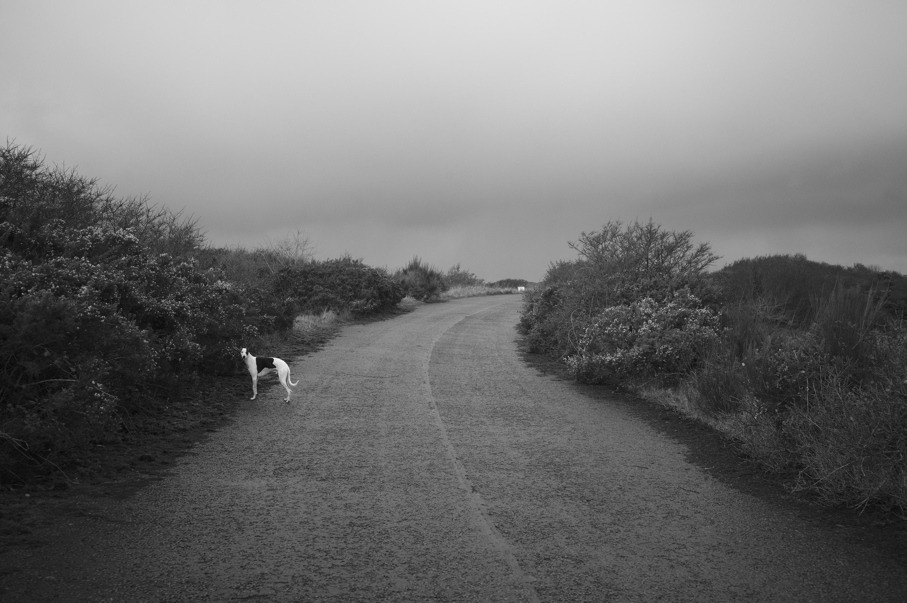 ITAP of a whippet on an abandoned Scottish road. r/itookapicture