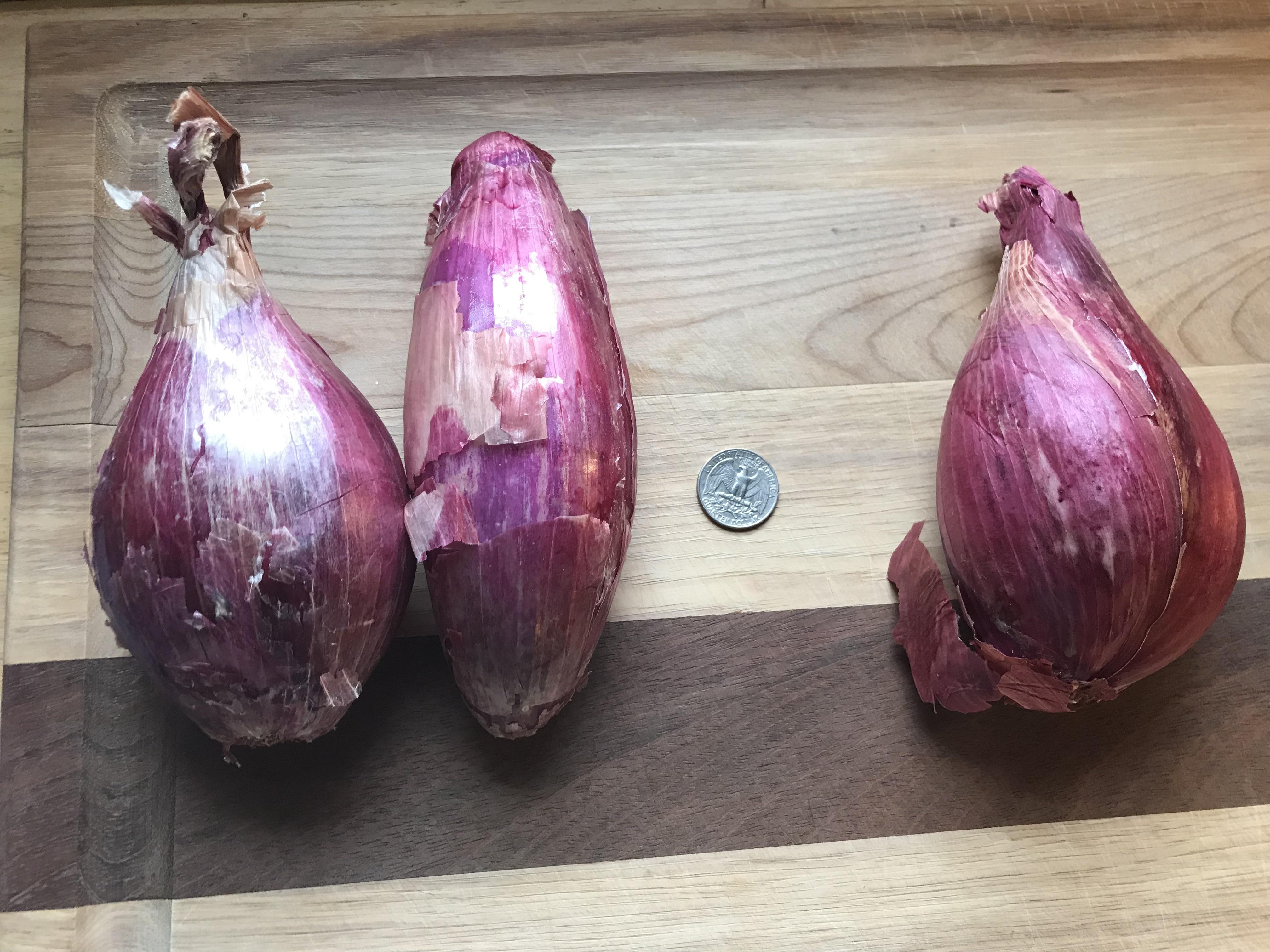 Absolute unit shallots. Quarter for scale. r/AbsoluteUnits