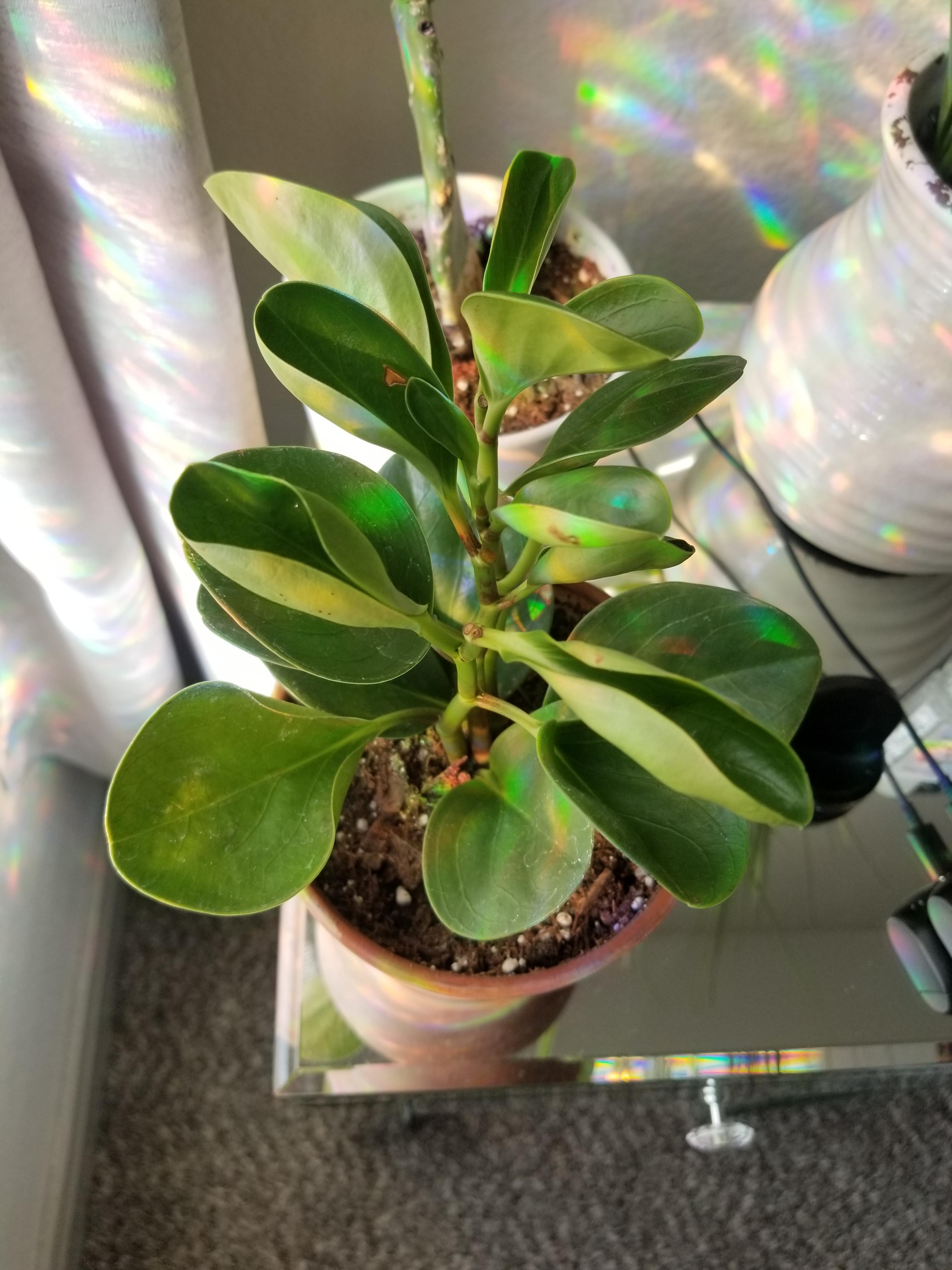 Help why are my leaves curling inward! r/peperomia