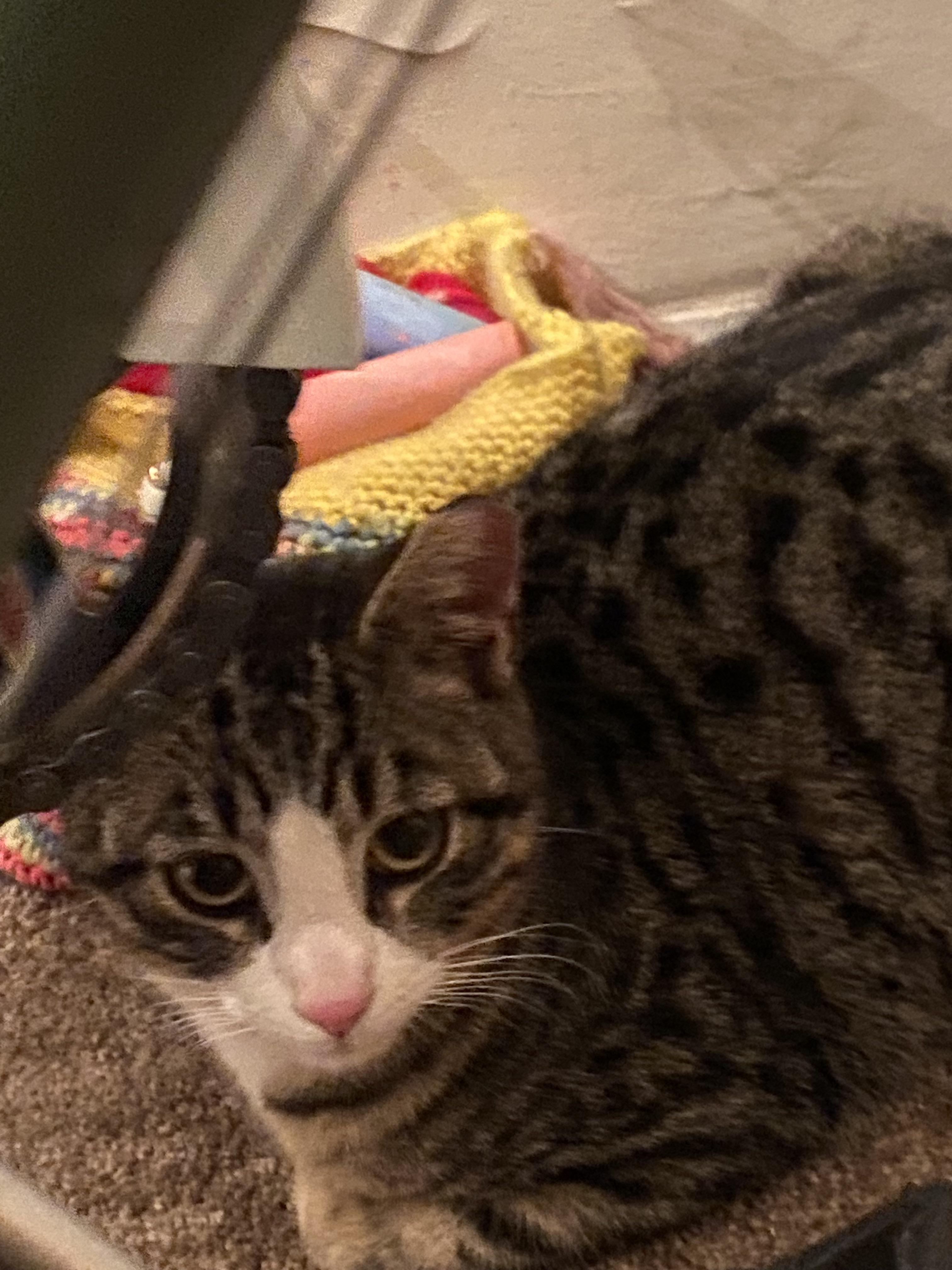 I brought my outdoor cat indoors. I love him so much and couldn’t bear