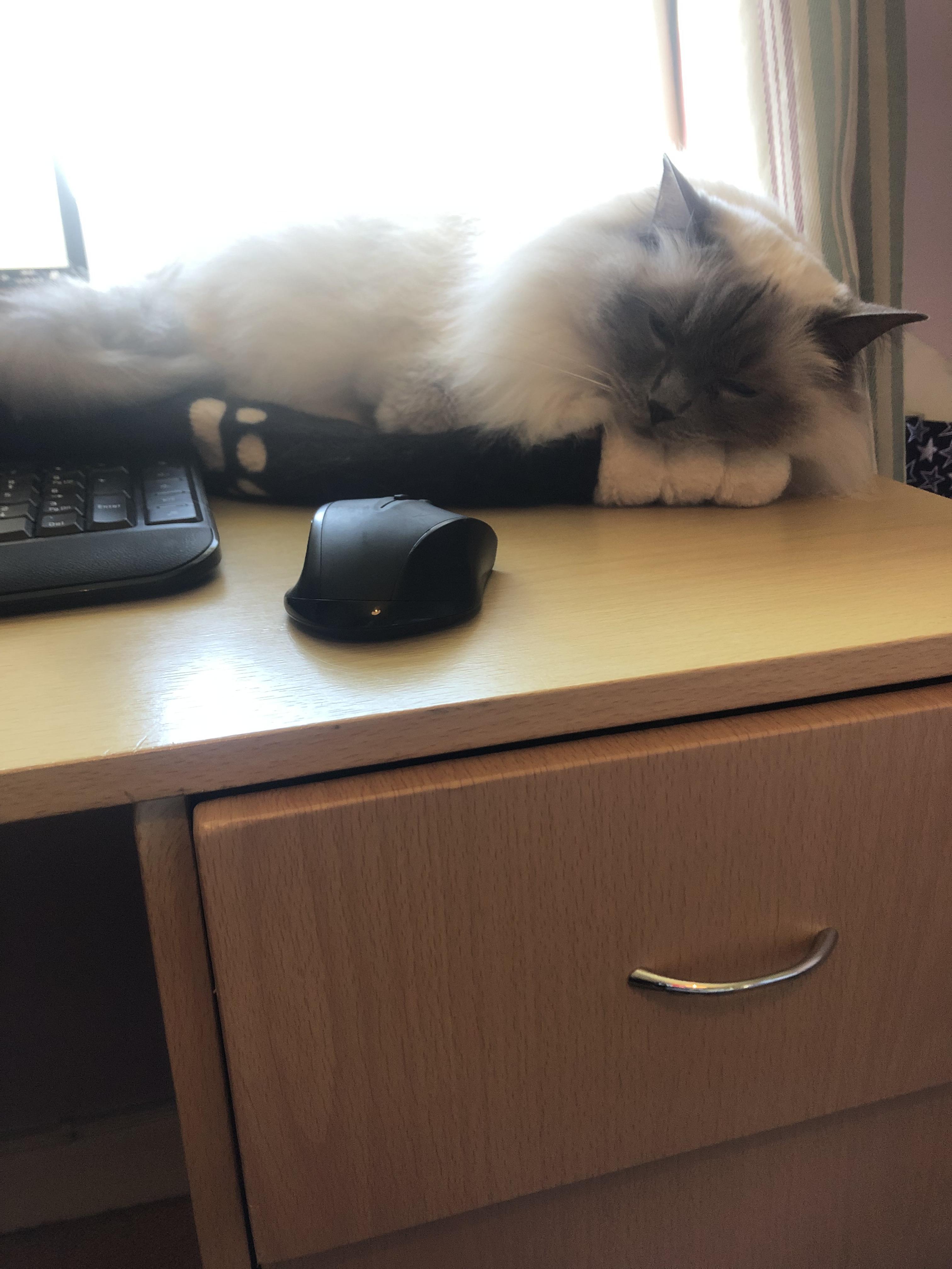 Update the cat trap is still working. He might not be