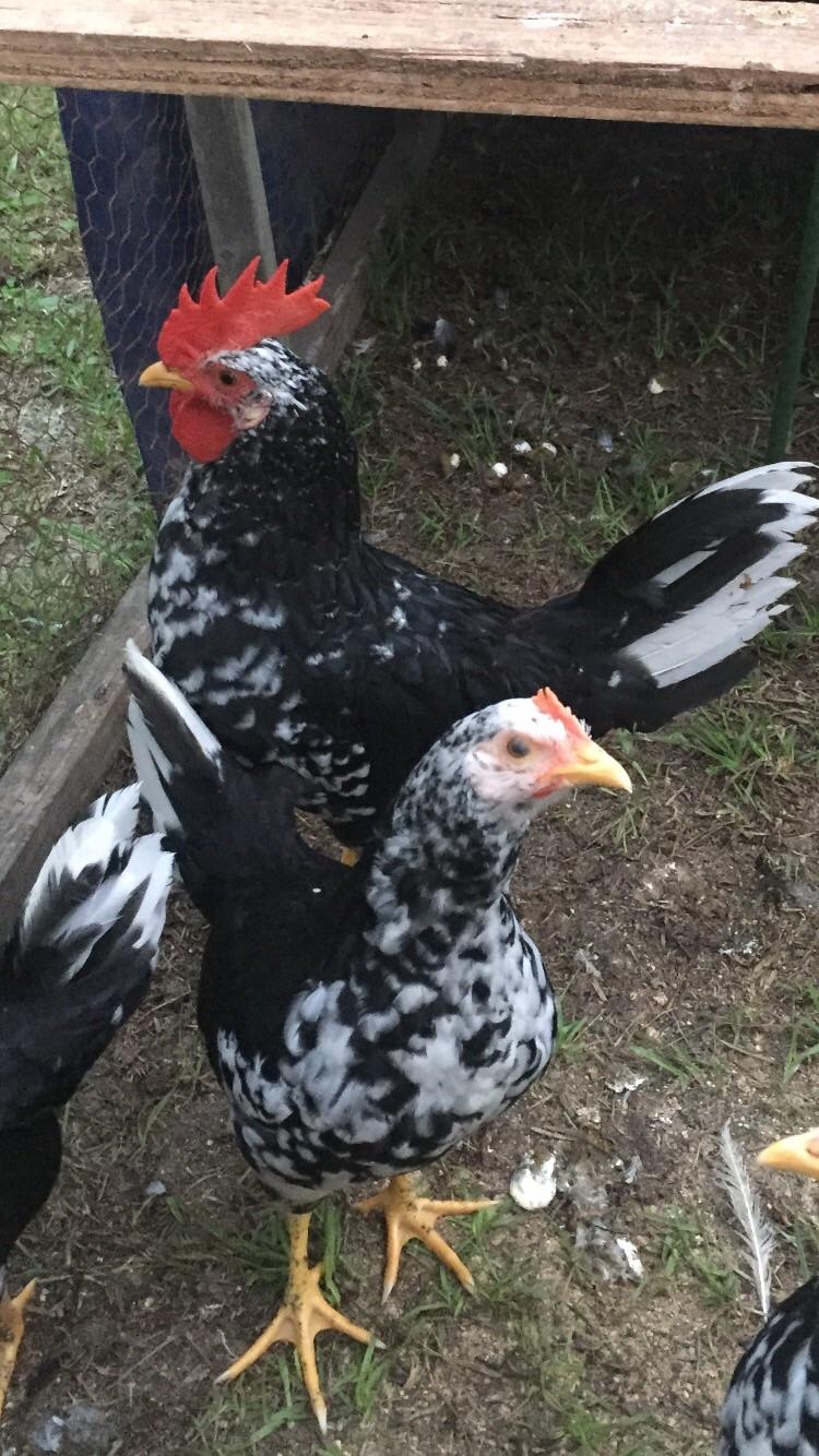 Tractor Supply sold these as Barred Rocks, anyone have a better idea