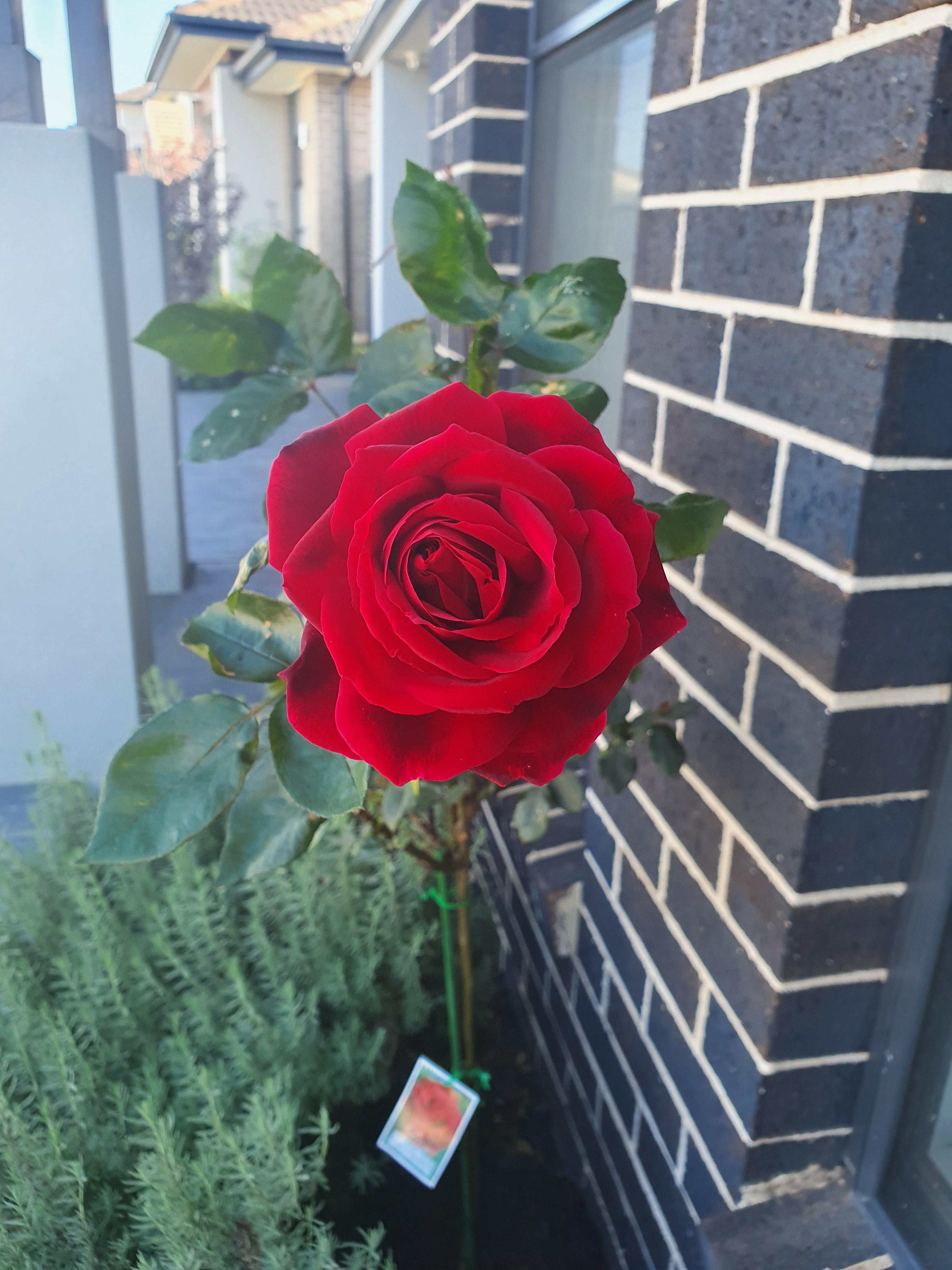 My first ever rose! Smells amazing. Loving this iso gardening thing r