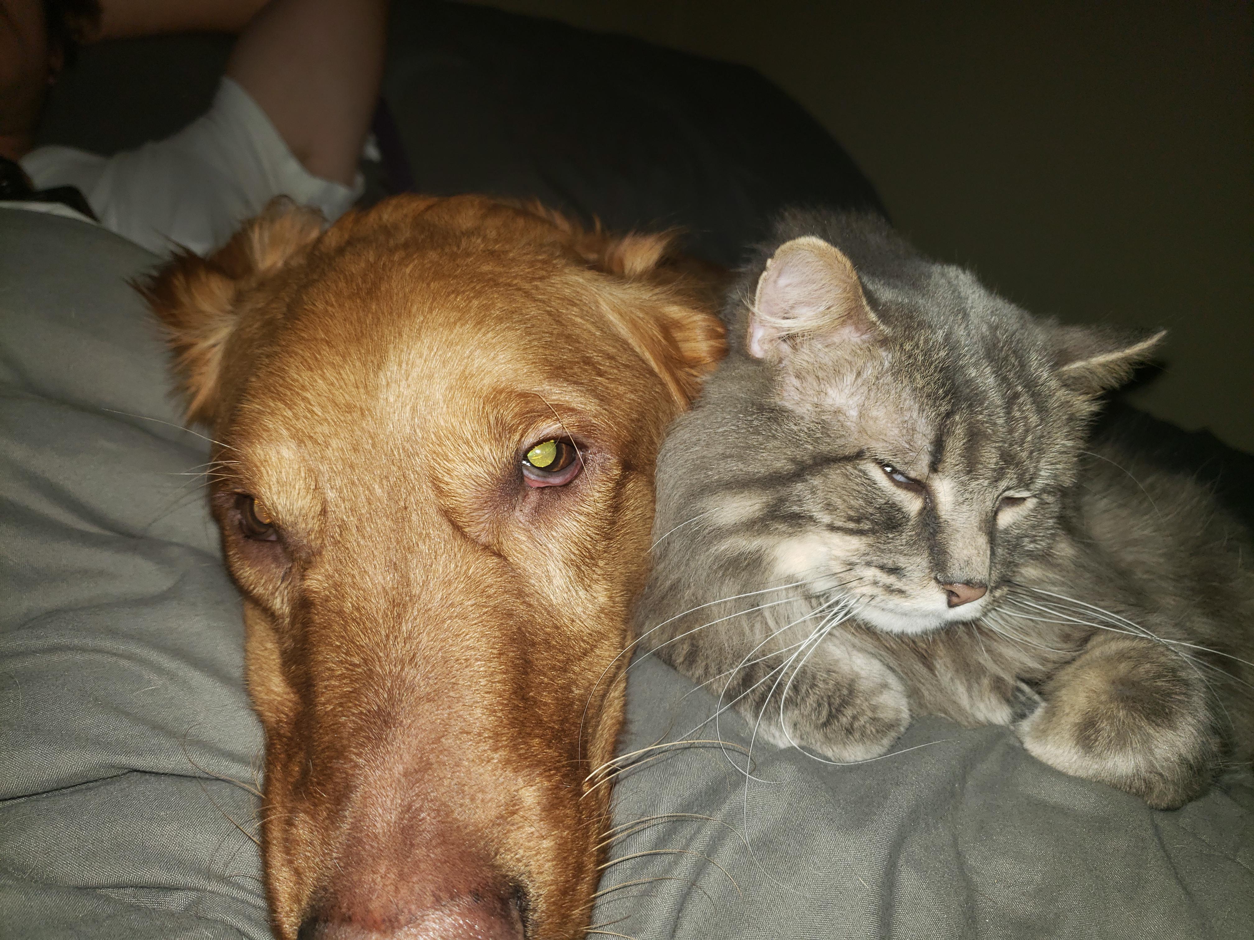 2 years ago, I got my dog a cat. They are best friends and I love them