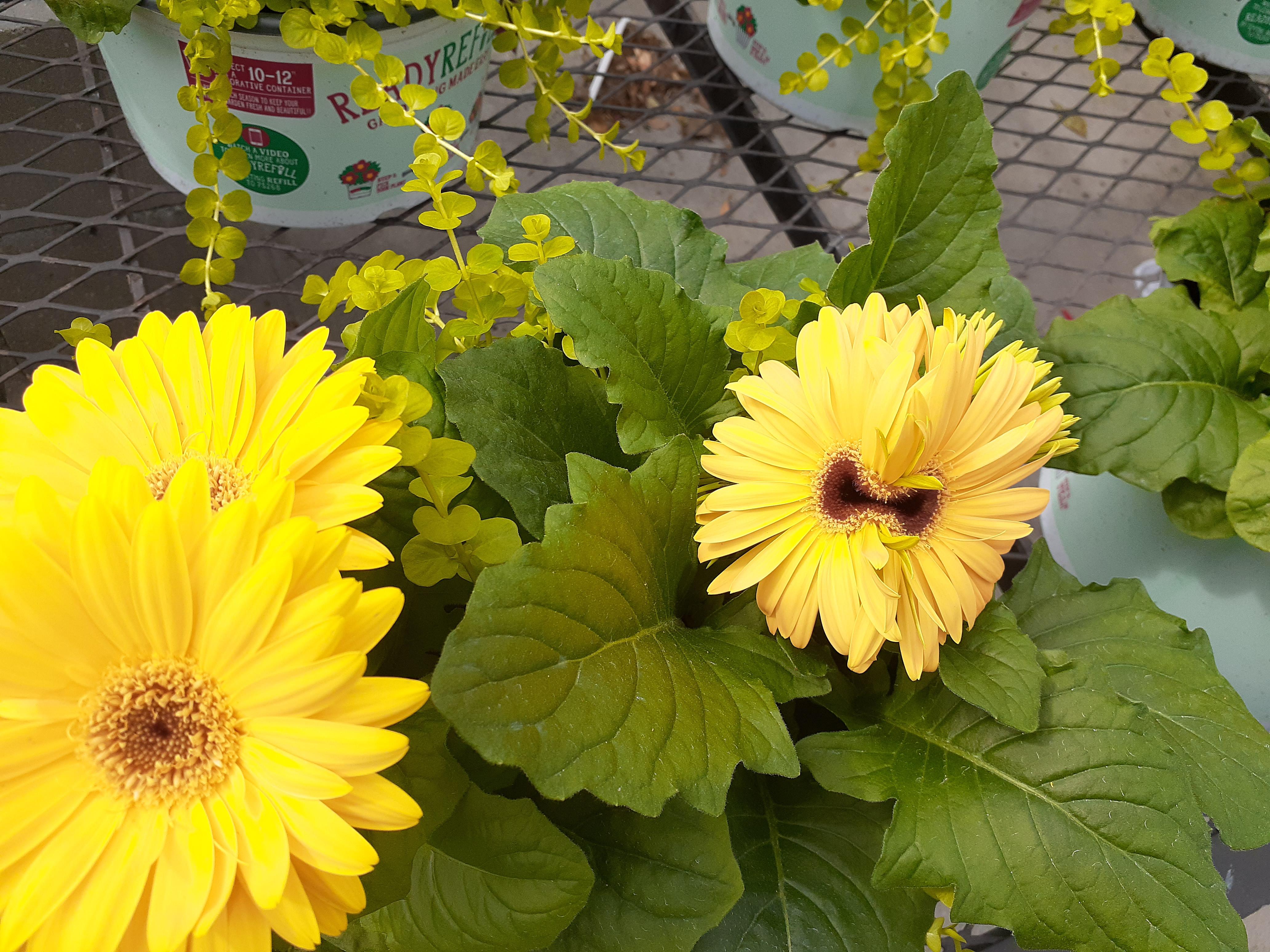 Flower didnt split before blooming! r/mildlyinteresting